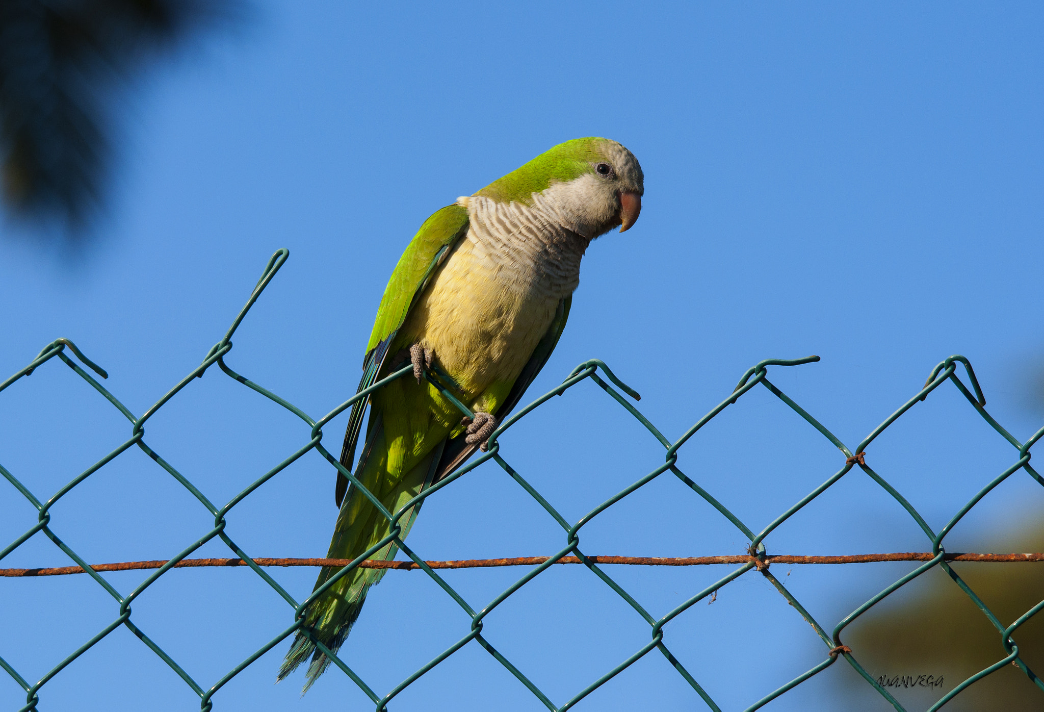 Sigma 150-500mm F5-6.3 DG OS HSM sample photo. C.argentina photography