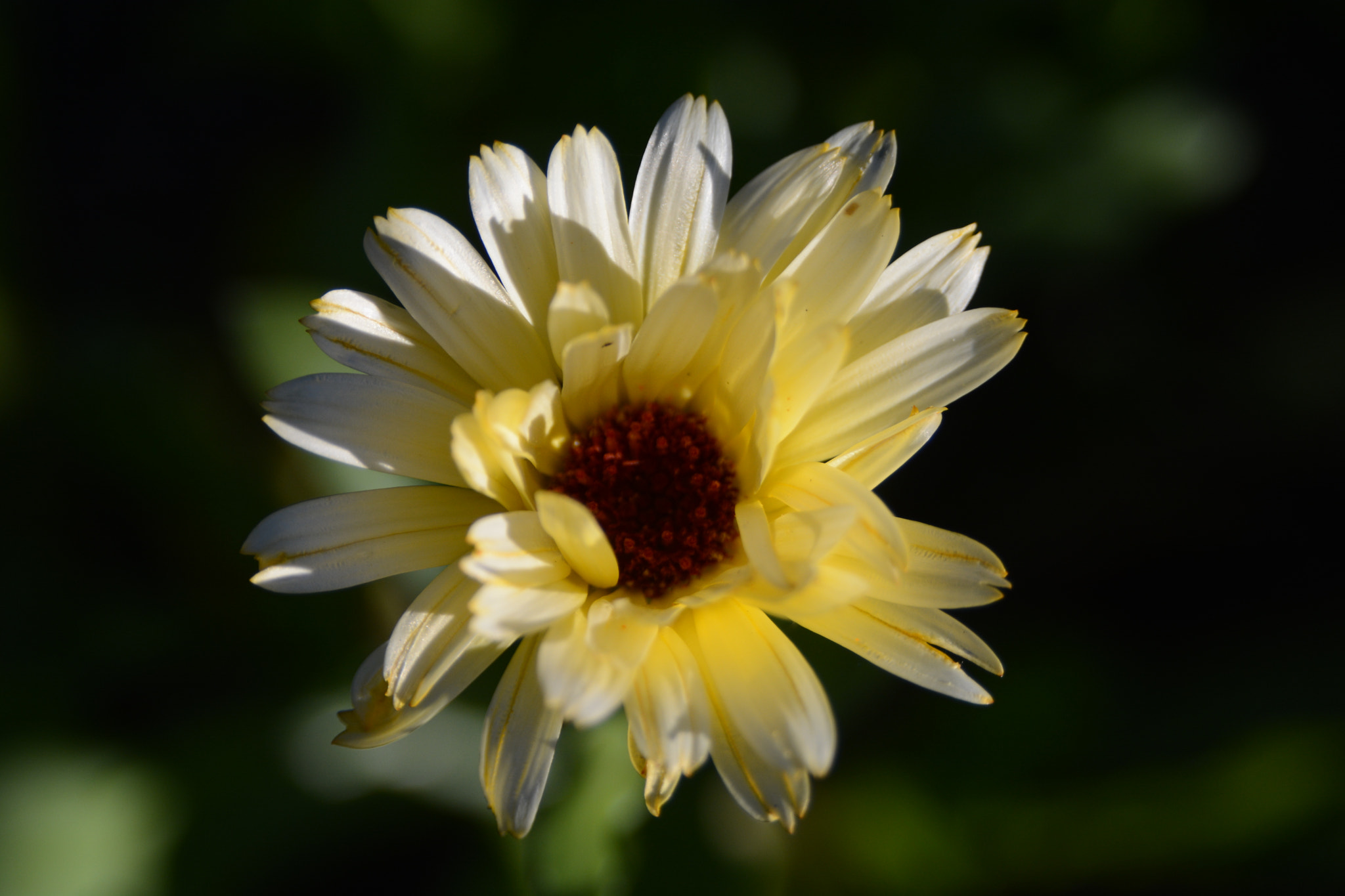AF Zoom-Nikkor 28-105mm f/3.5-4.5D IF sample photo