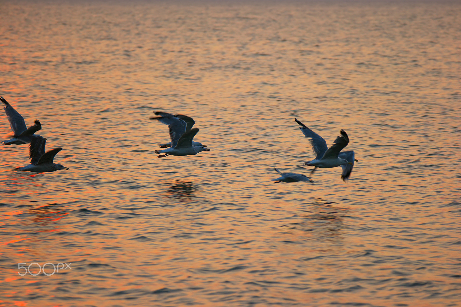 Samsung NX500 + NX 50-200mm F4-5.6 sample photo. Flying seagulls on sunset fly away over sea surface photography