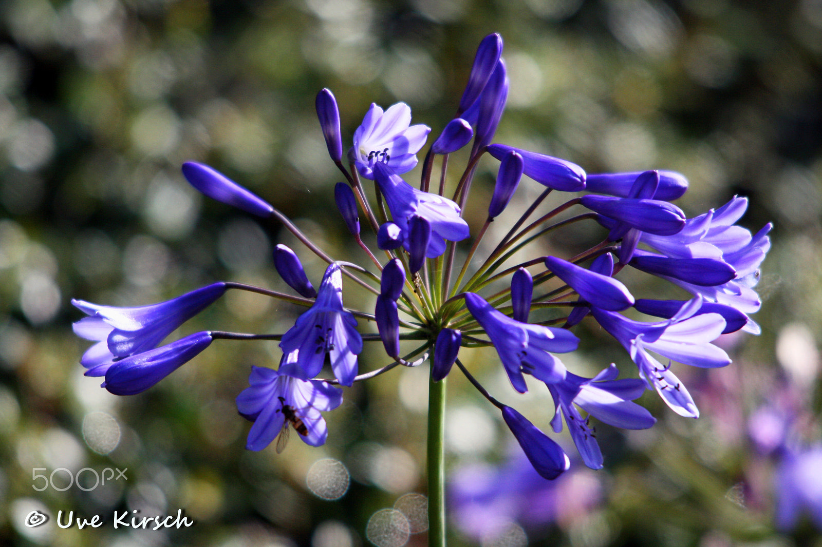 Sigma 150-500mm F5-6.3 DG OS HSM sample photo. African lily photography