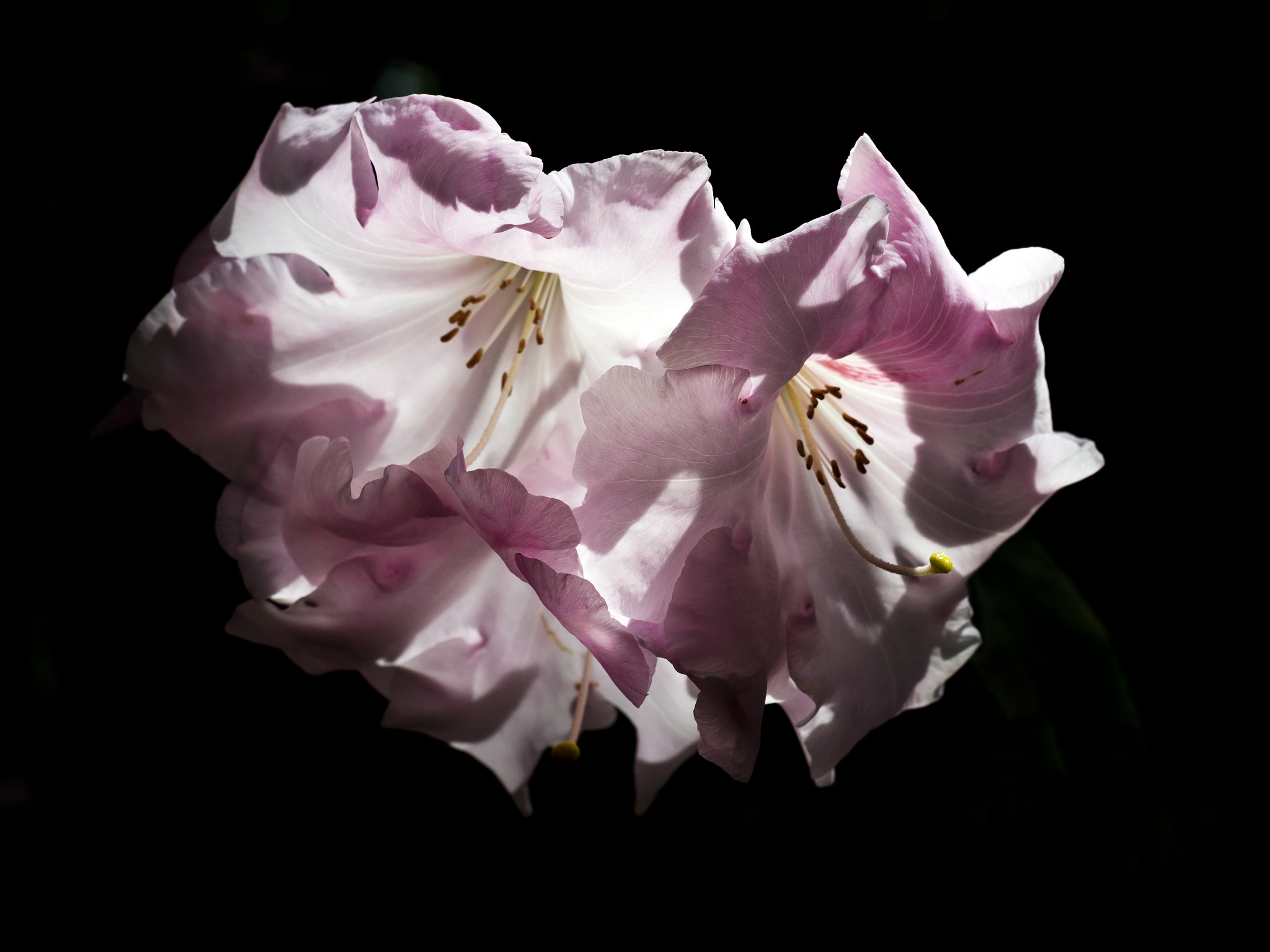 Canon EF 50mm F1.8 II sample photo. Transparencies photography