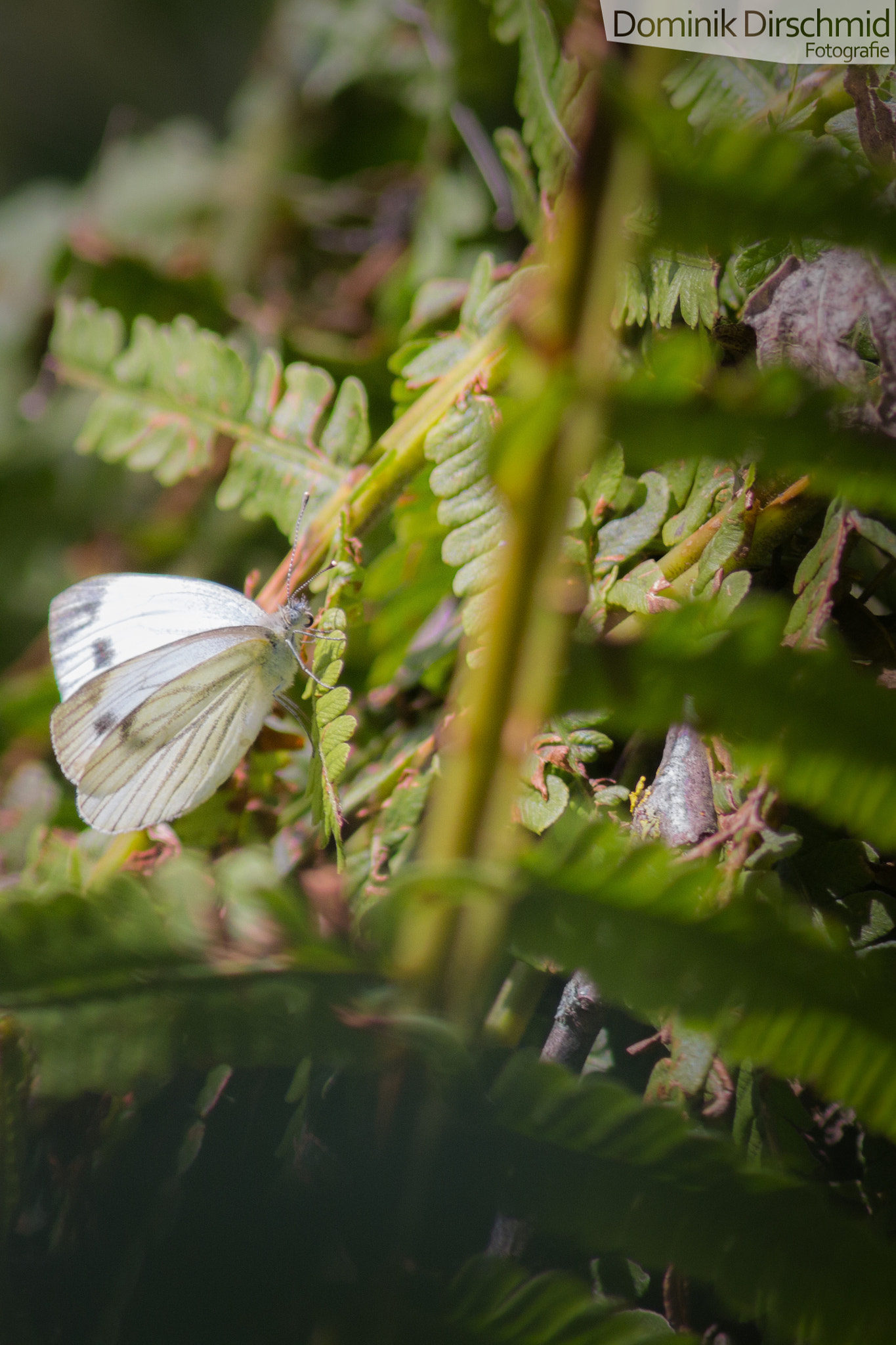 Canon EOS 70D + Canon EF 300mm F4L IS USM sample photo. Cabbage white butterfly photography