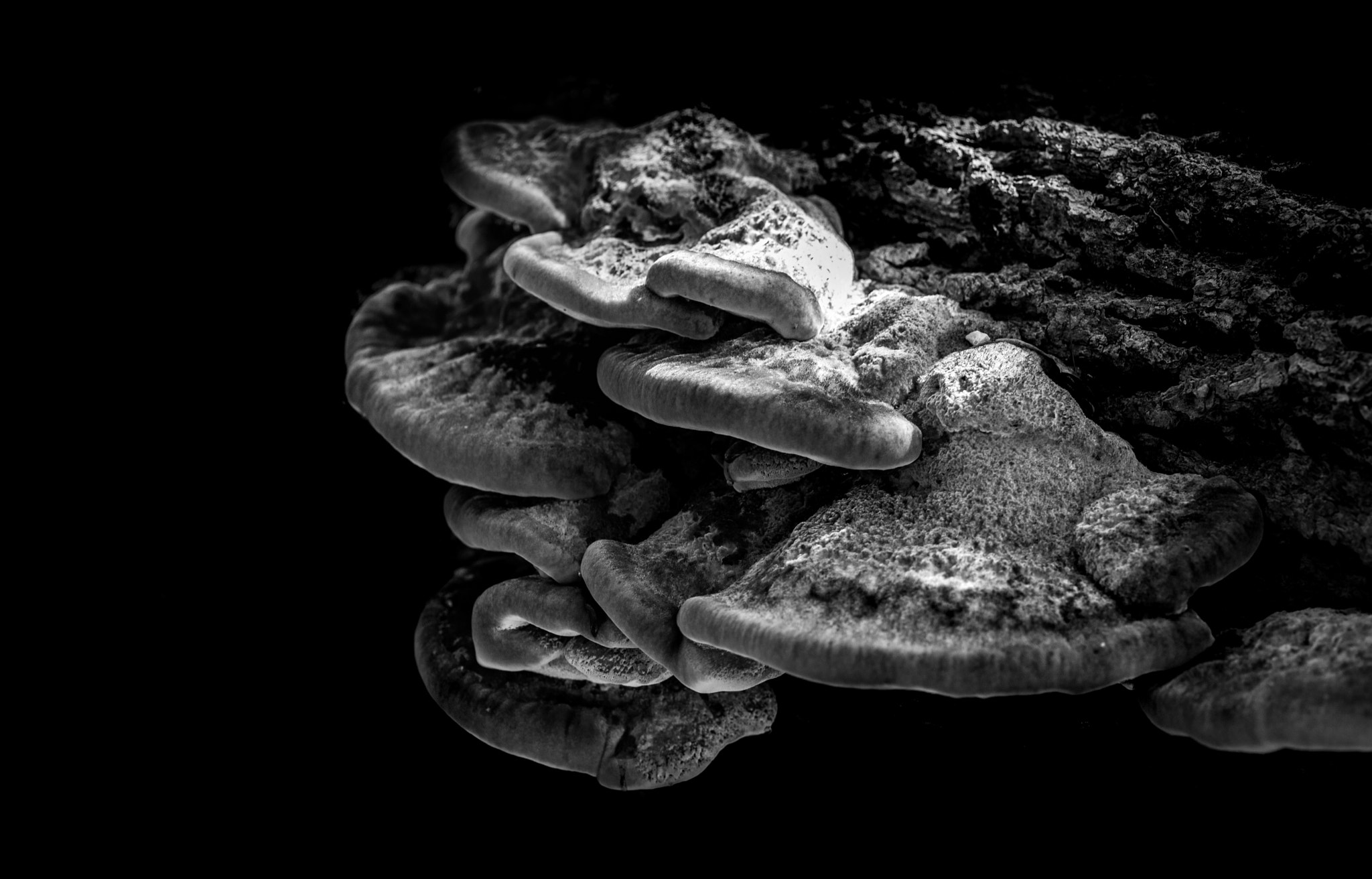 Canon EF 180mm F3.5L Macro USM sample photo. B/w fungus photography