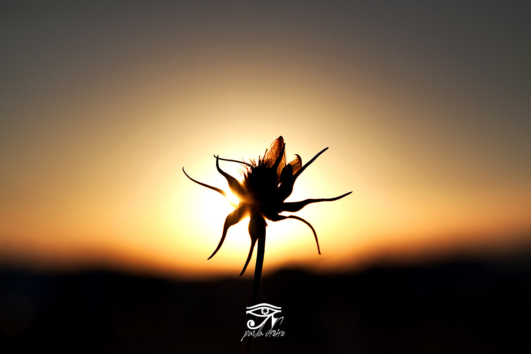 Canon EF 28-105mm f/3.5-4.5 USM sample photo. Flor photography
