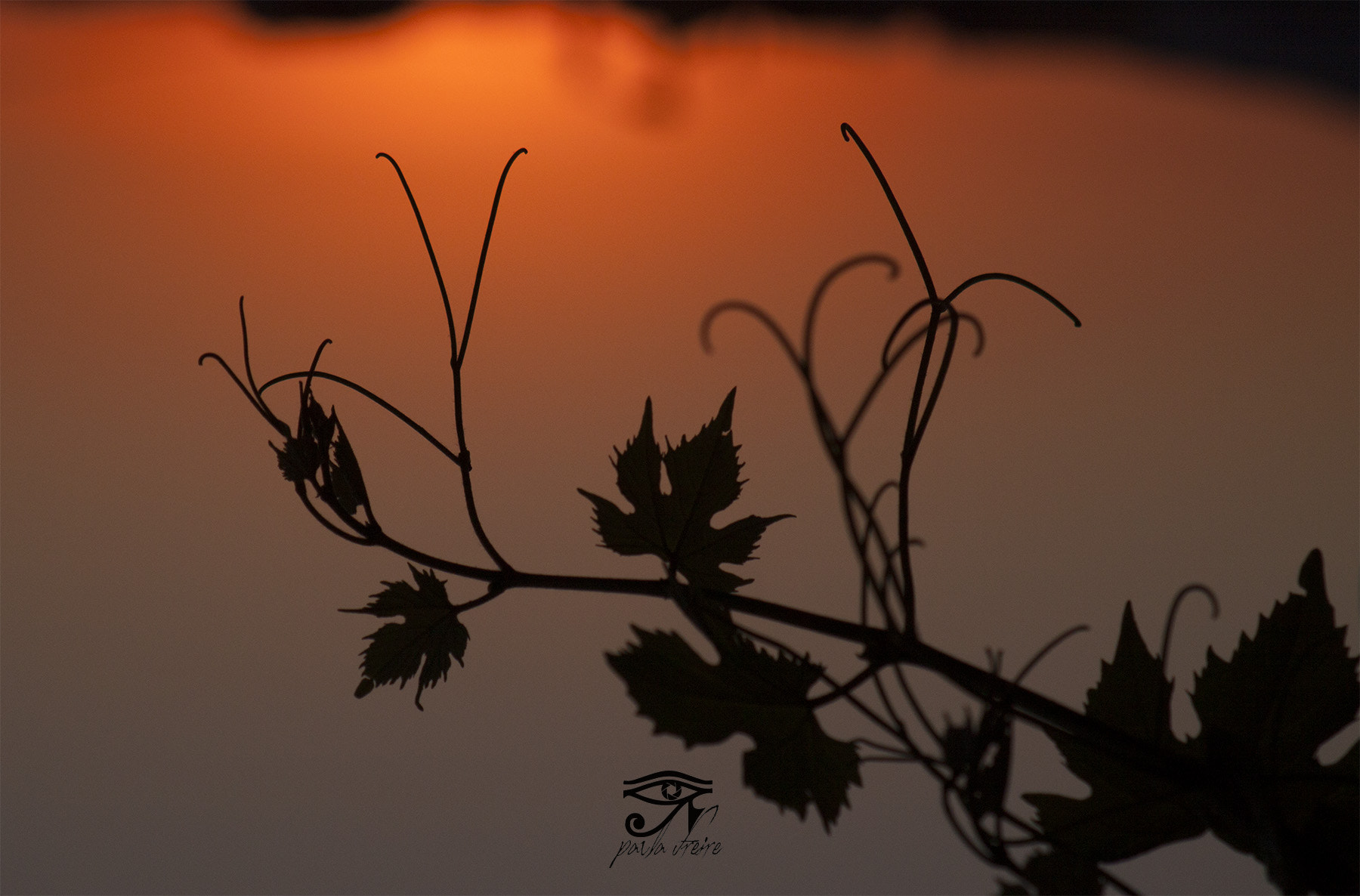 Canon EF 28-105mm f/3.5-4.5 USM sample photo. Videira photography