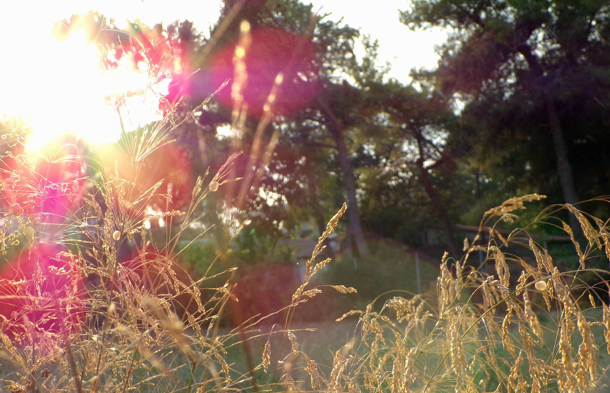 JK KODAK PIXPRO AZ421 sample photo. Sunkissed photography