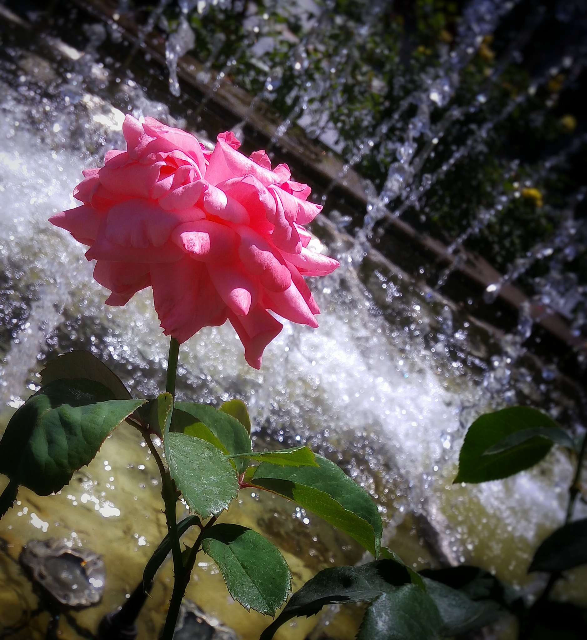 LG H542TR sample photo. Pink rose photography