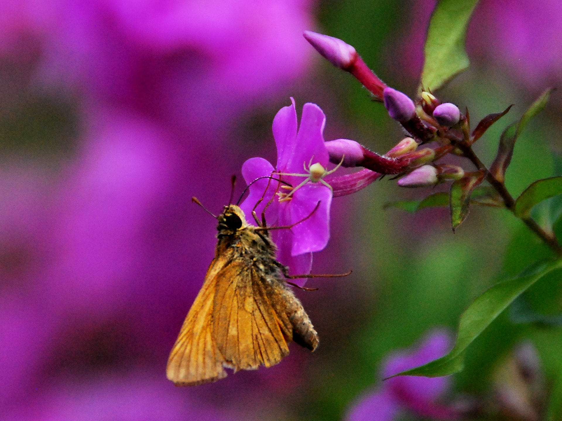 Nikon D60 sample photo. A strange friendship photography