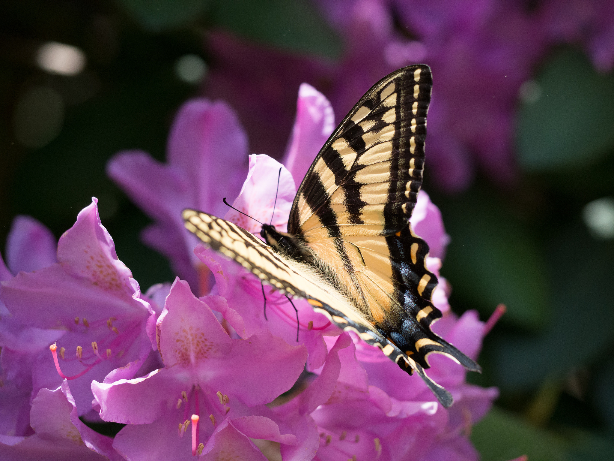 Olympus PEN E-P5 sample photo. Eastern tiger swallowtail photography