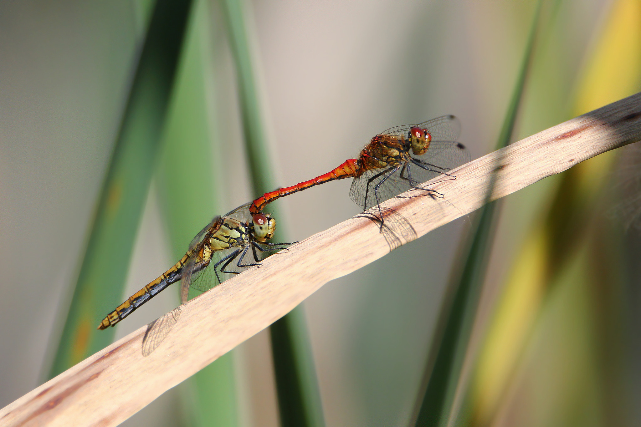Tamron SP 150-600mm F5-6.3 Di VC USD sample photo. Sympetrum sanguineum photography