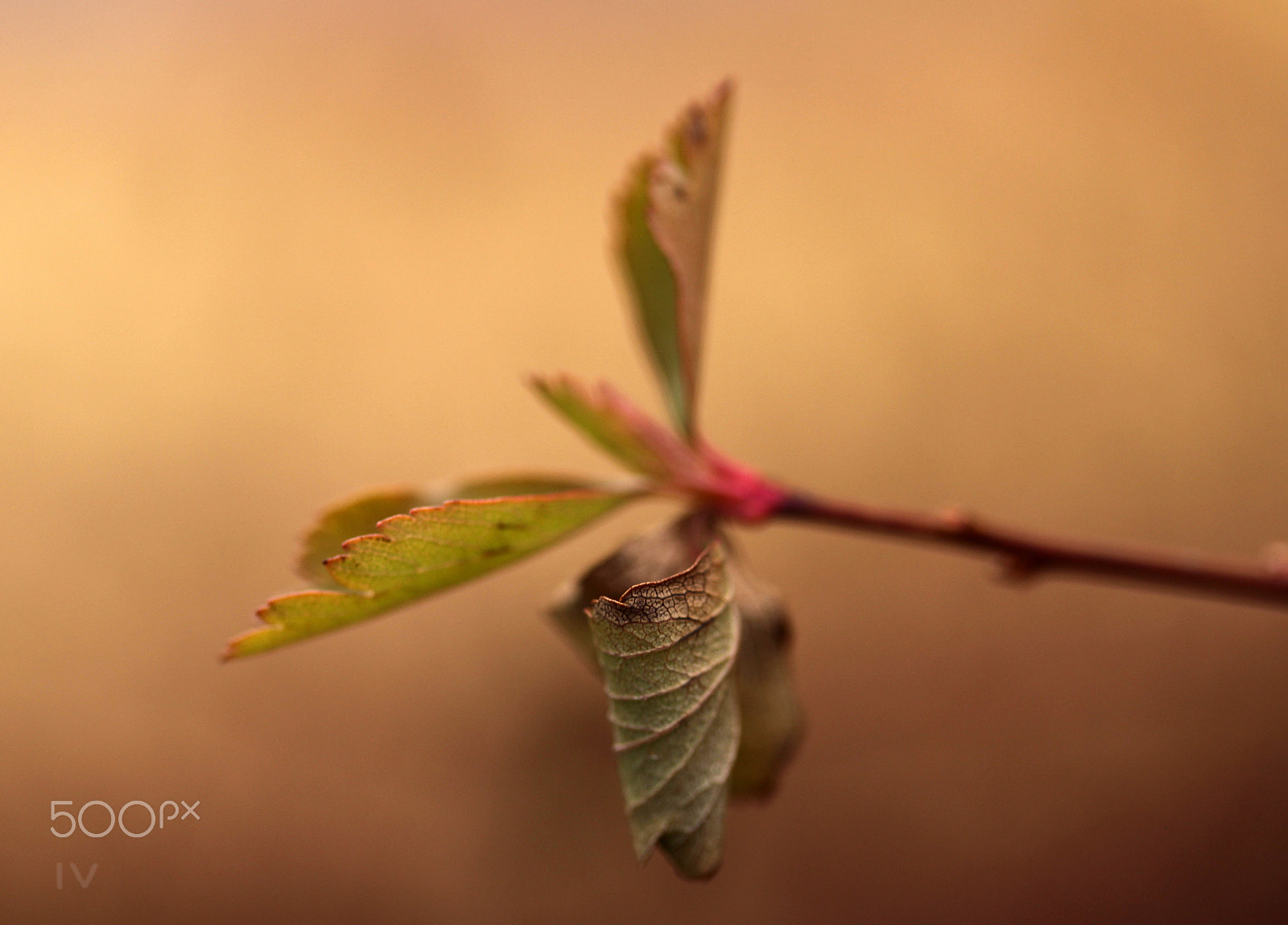 Canon EF-S 60mm F2.8 Macro USM sample photo. Leaf 2 photography