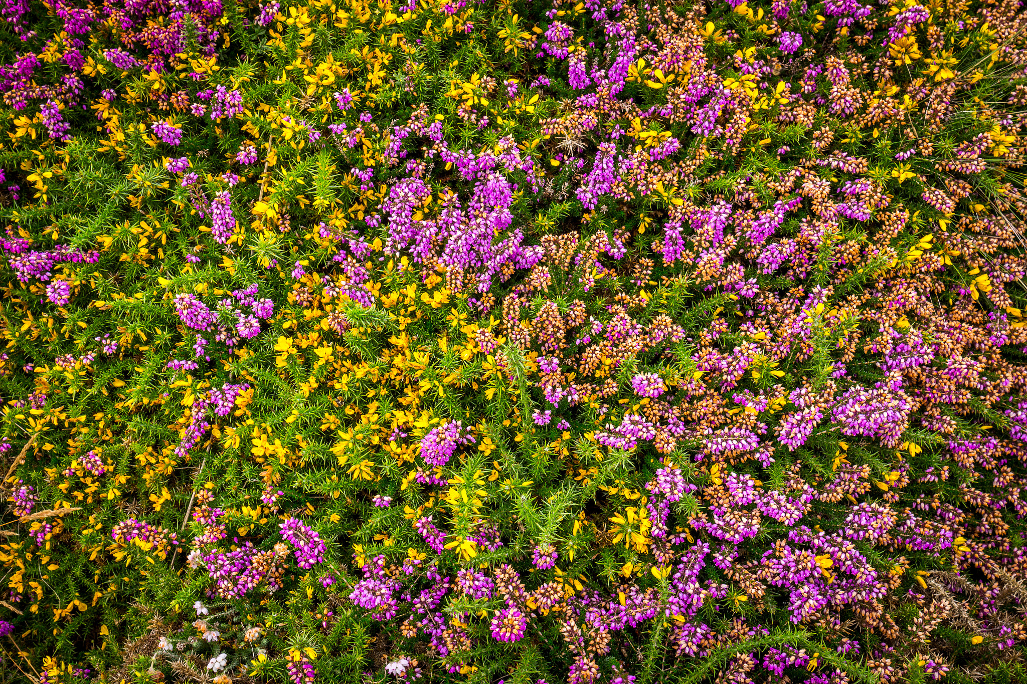 Canon EF 24-70mm F4L IS USM sample photo. Brittany's flowers photography