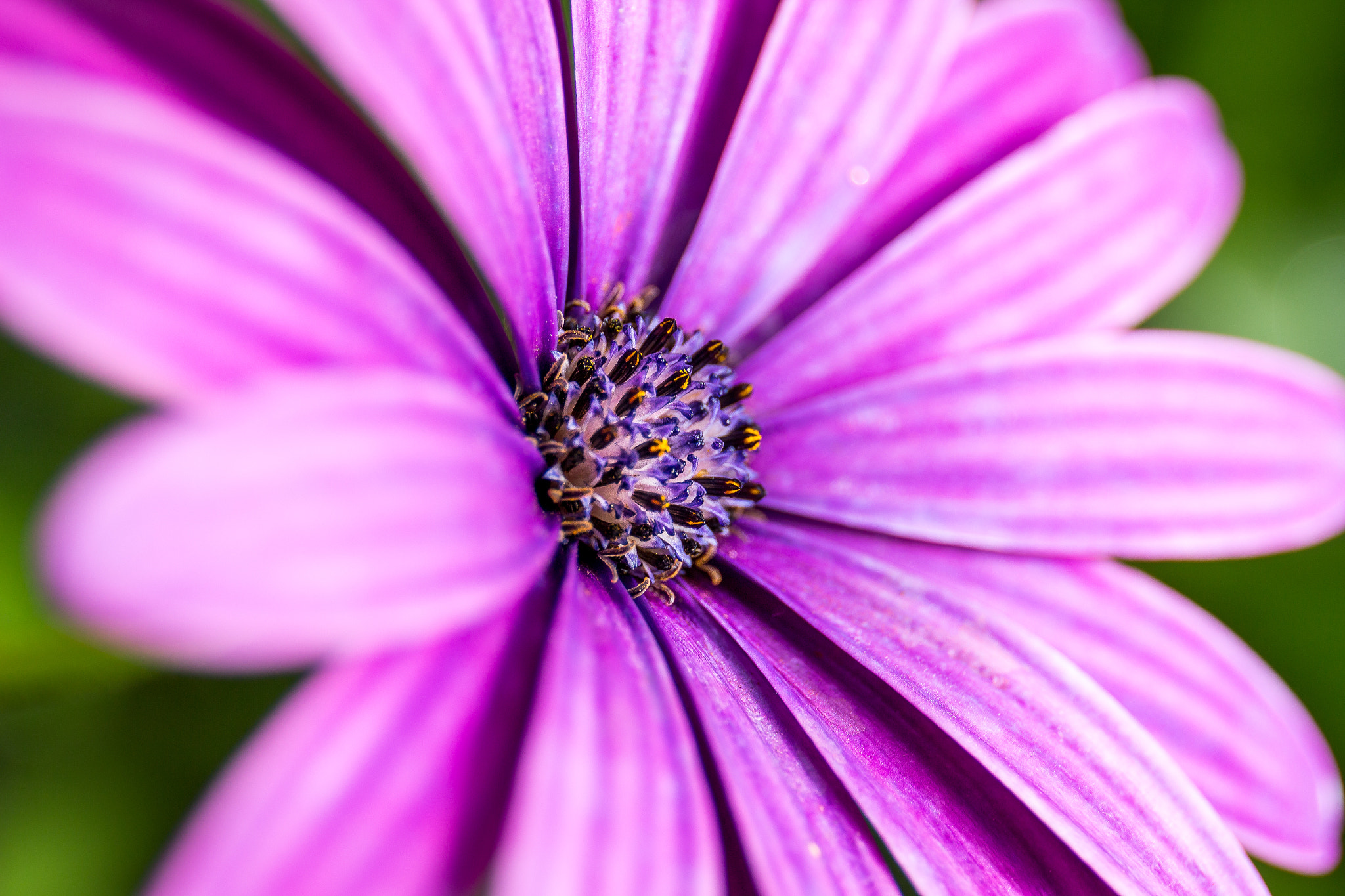 Canon EF 24-70mm F4L IS USM sample photo. Purple photography