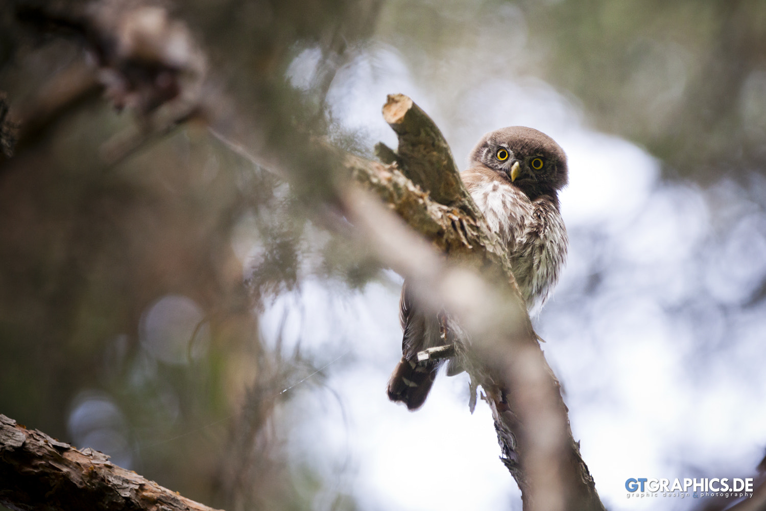 Canon EF 70-200mm F2.8L IS II USM sample photo. Little watchman photography