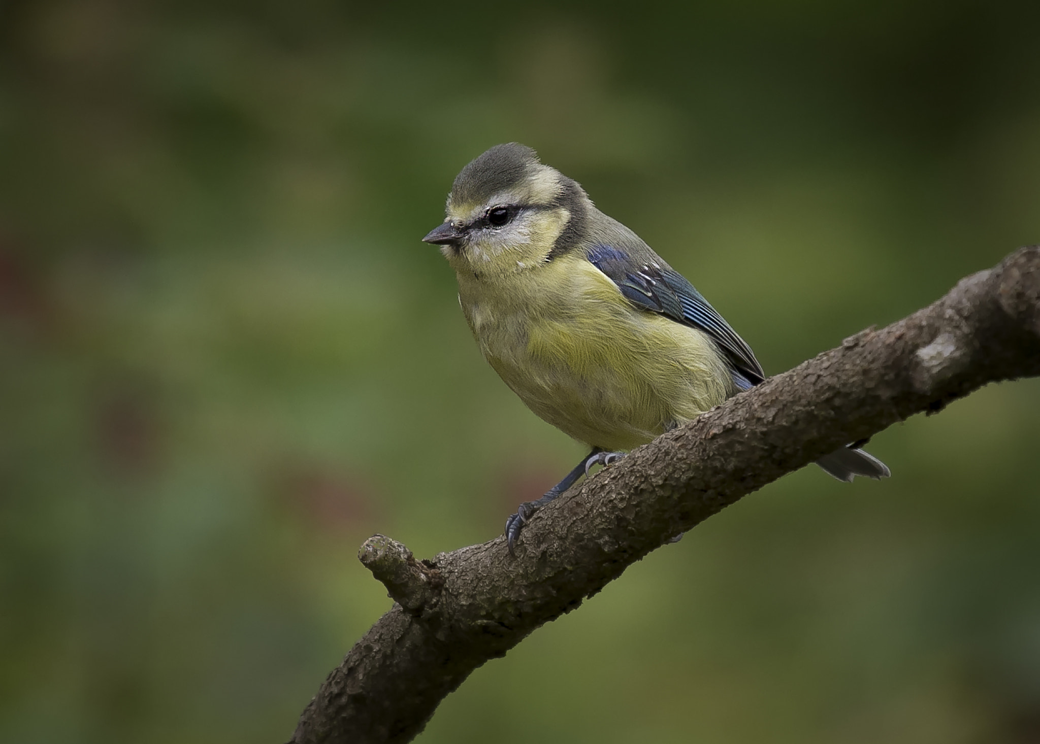 Canon EF 100-400mm F4.5-5.6L IS USM sample photo. Bluetit photography