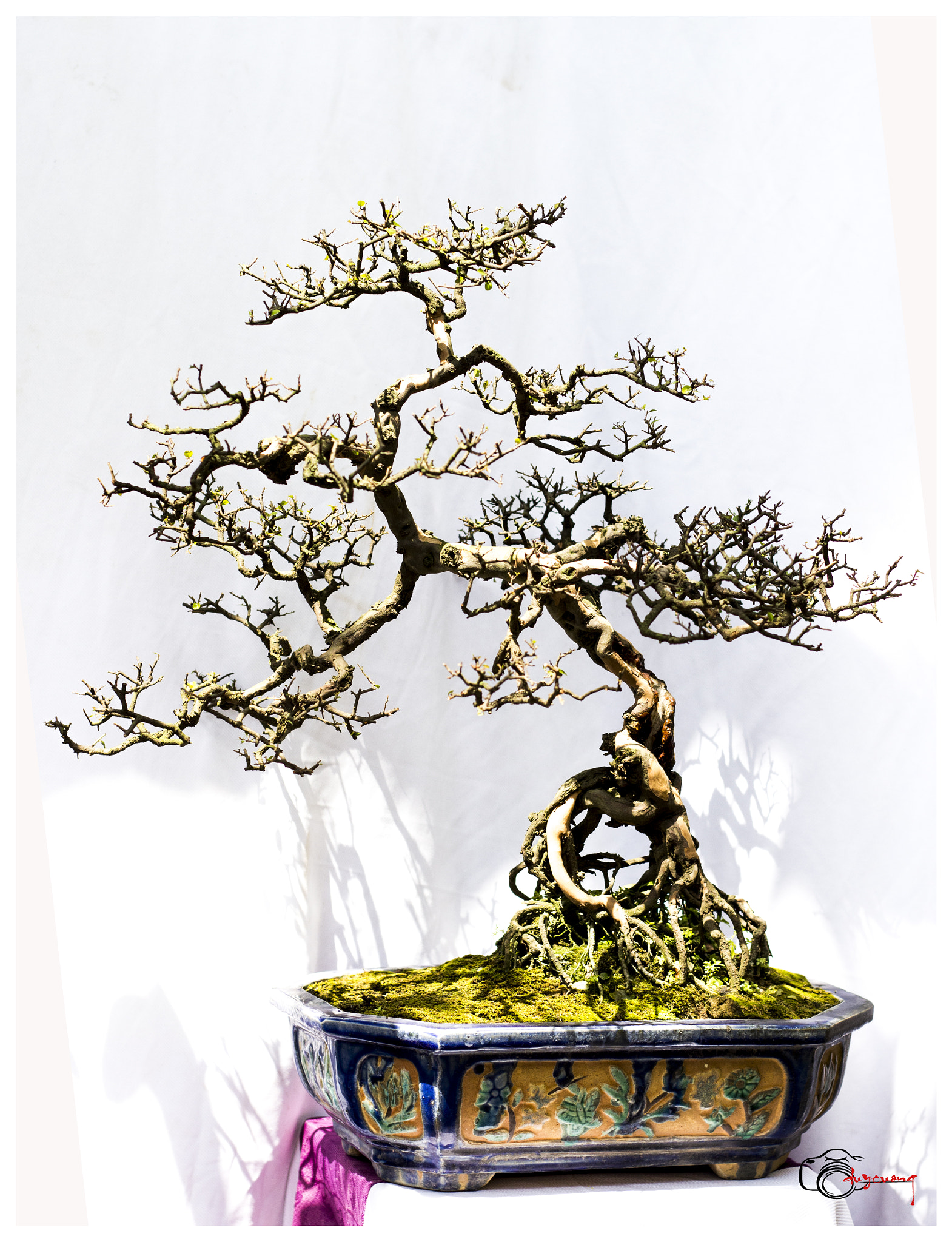 Canon EOS 60D + Canon EF 50mm F1.8 II sample photo. Bonsai () photography