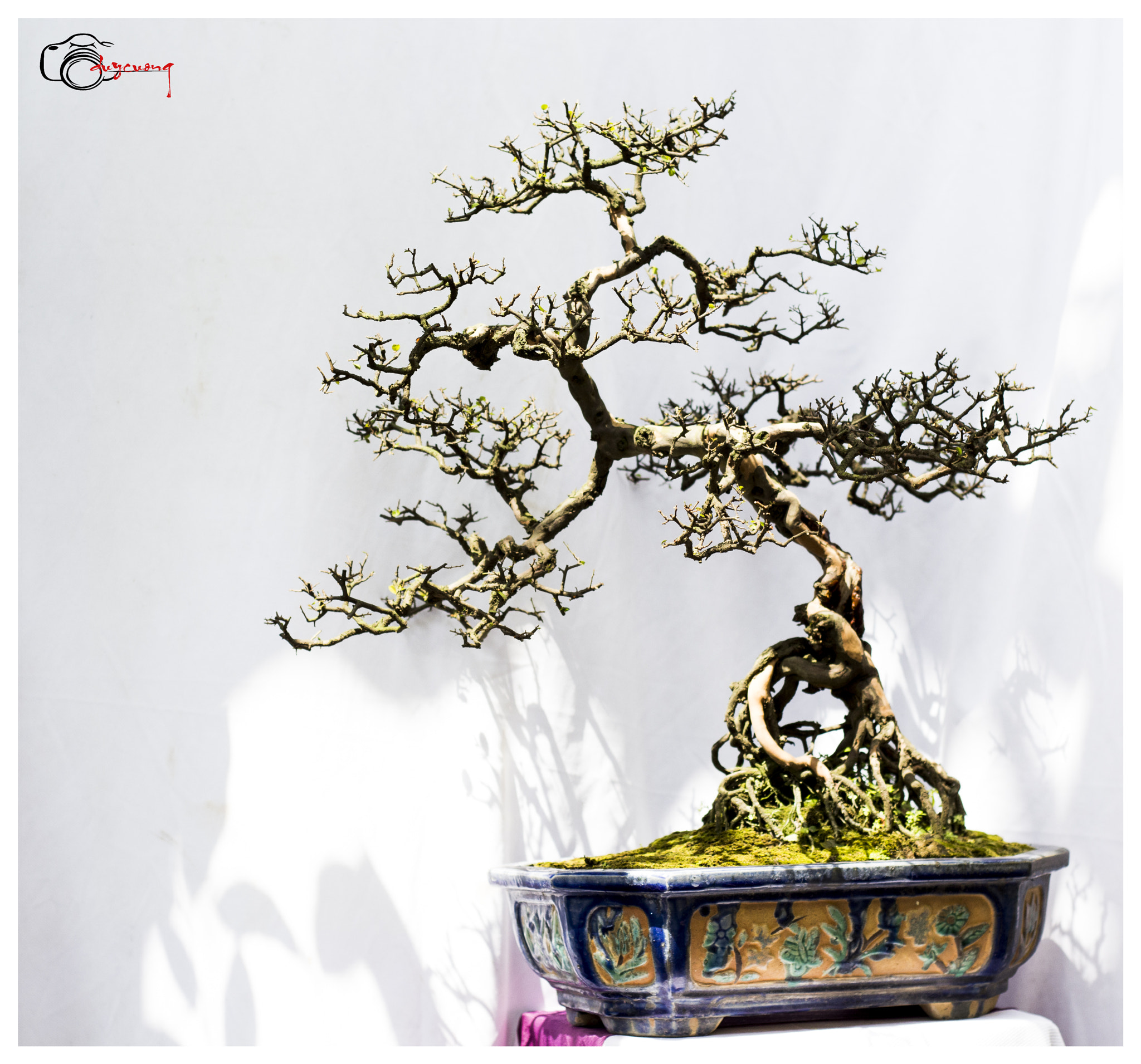 Canon EOS 60D + Canon EF 50mm F1.8 II sample photo. Bonsai () photography