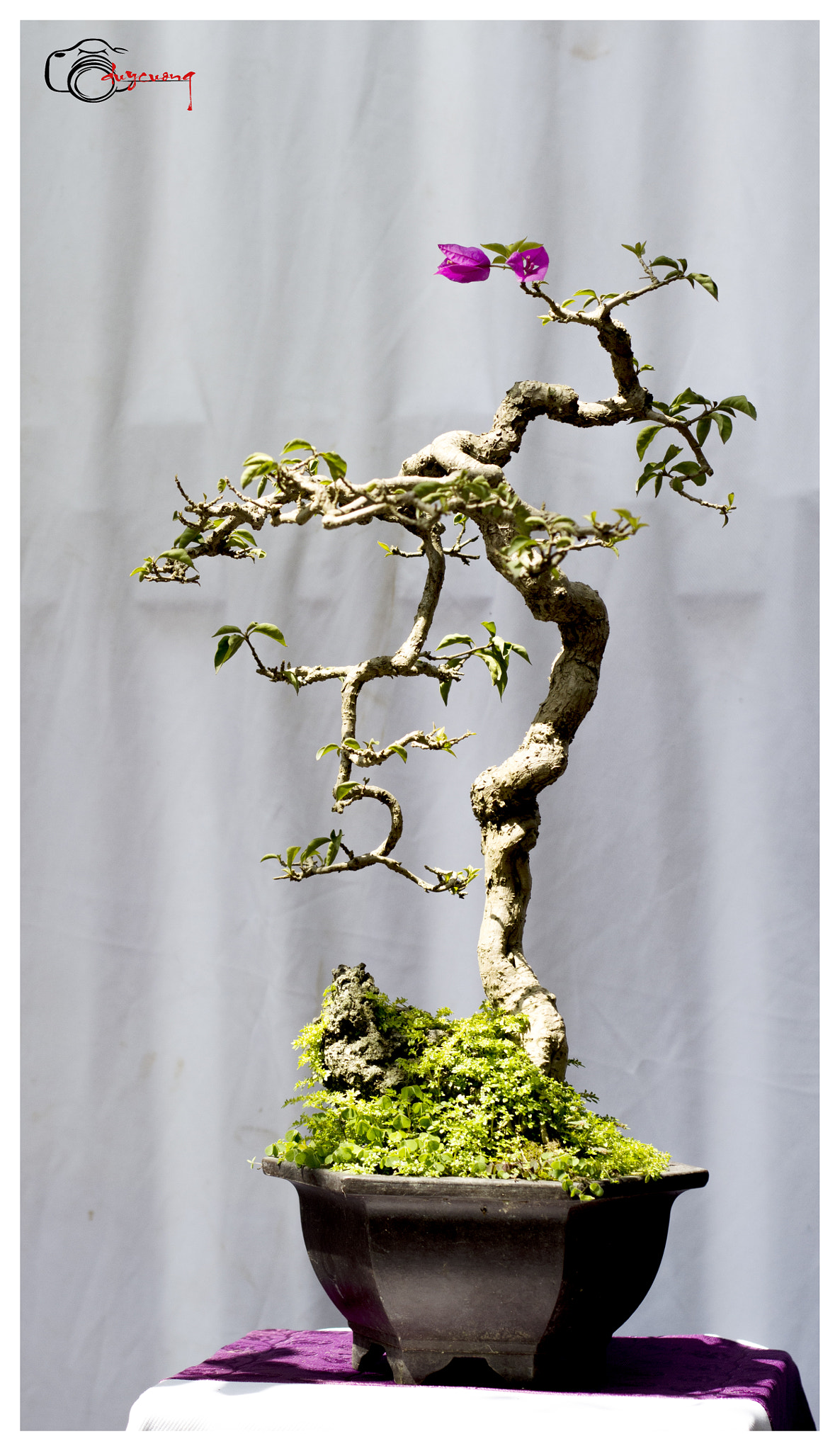 Canon EOS 60D + Canon EF 50mm F1.8 II sample photo. Bonsai () photography