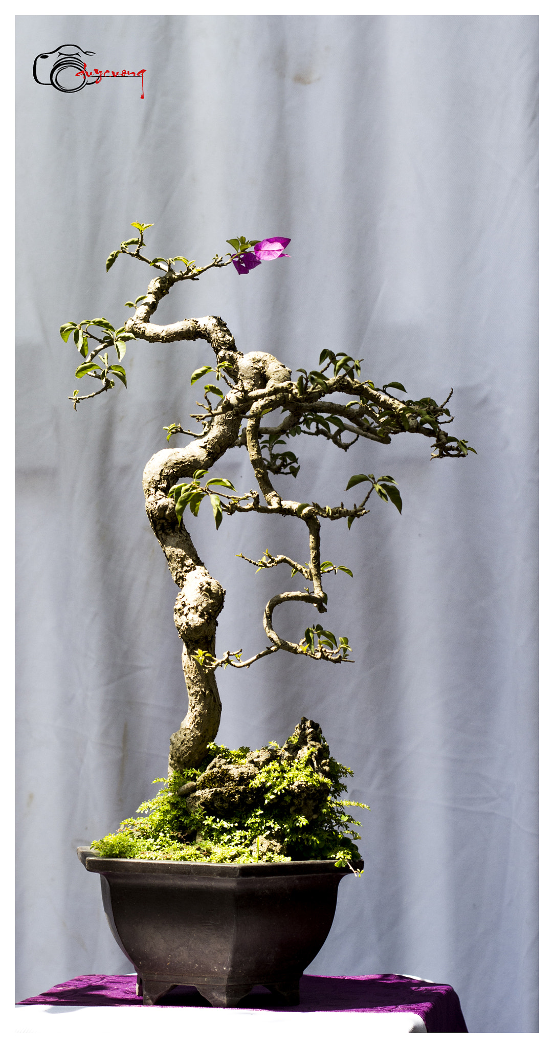 Canon EOS 60D + Canon EF 50mm F1.8 II sample photo. Bonsai () photography