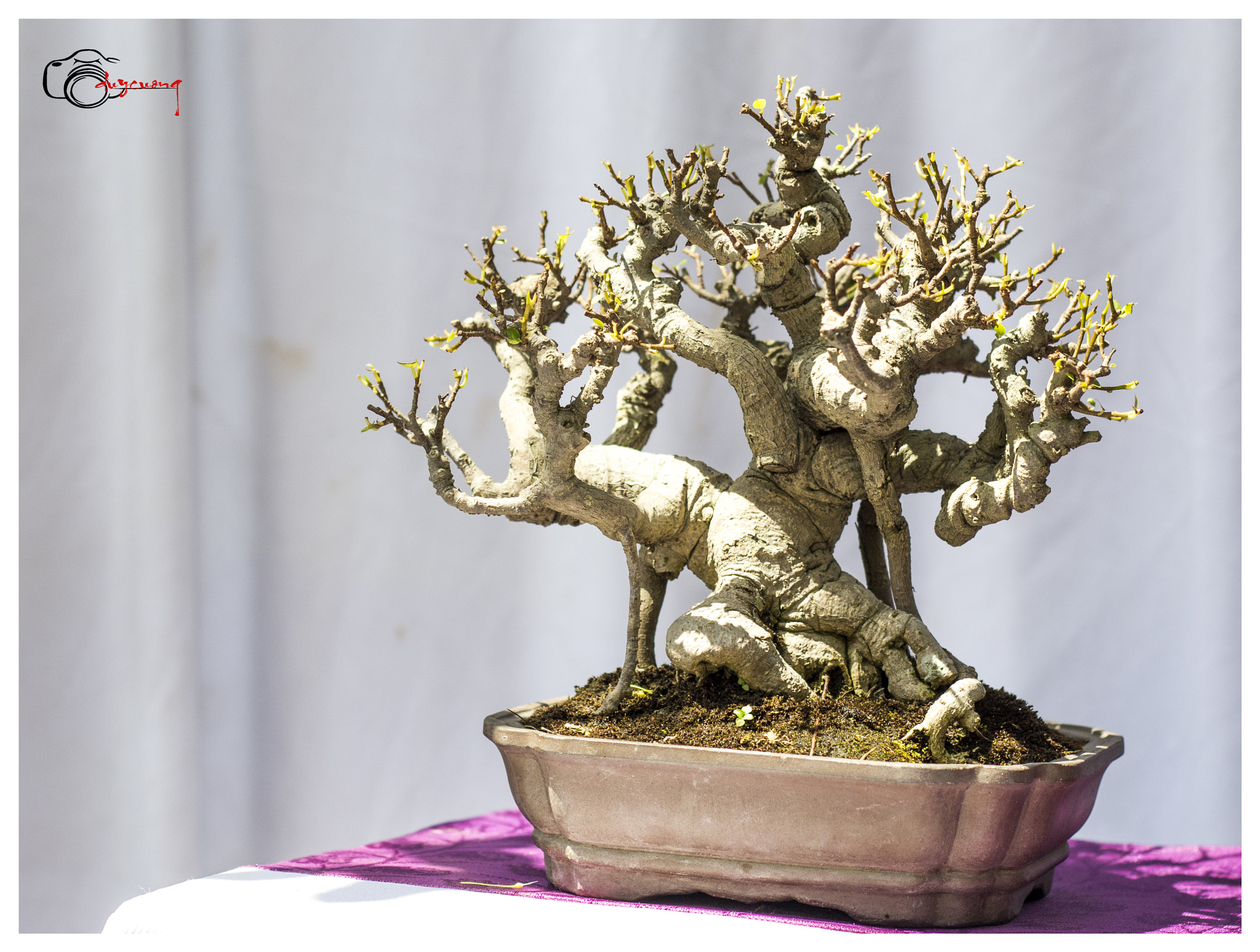 Canon EOS 60D + Canon EF 50mm F1.8 II sample photo. Bonsai () photography