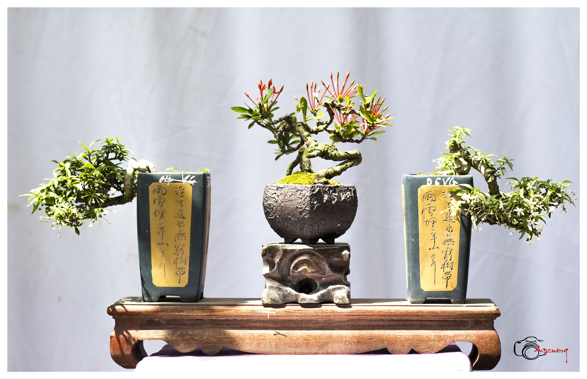 Canon EOS 60D + Canon EF 50mm F1.8 II sample photo. Bonsai () photography