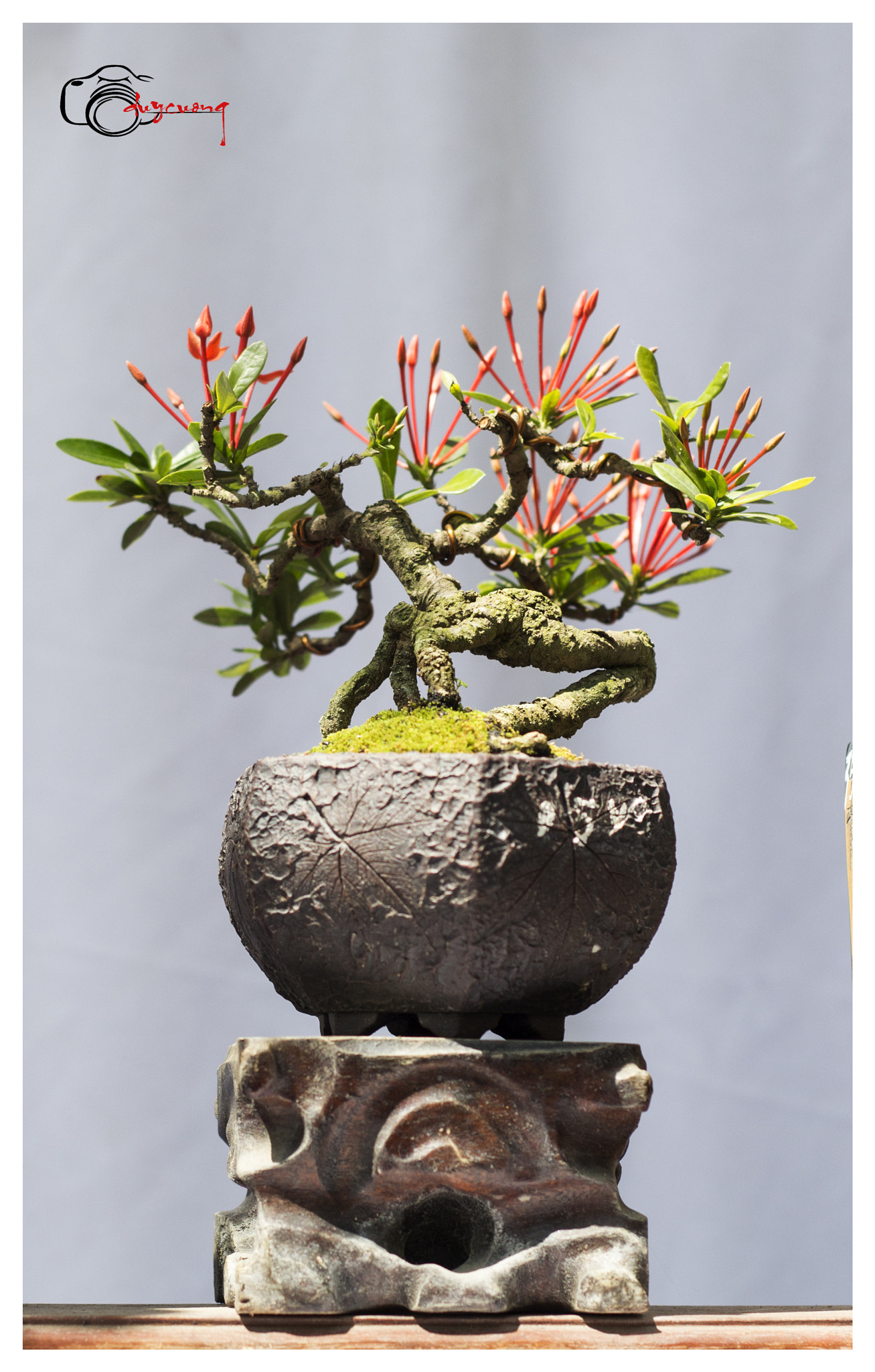 Canon EOS 60D + Canon EF 50mm F1.8 II sample photo. Bonsai () photography