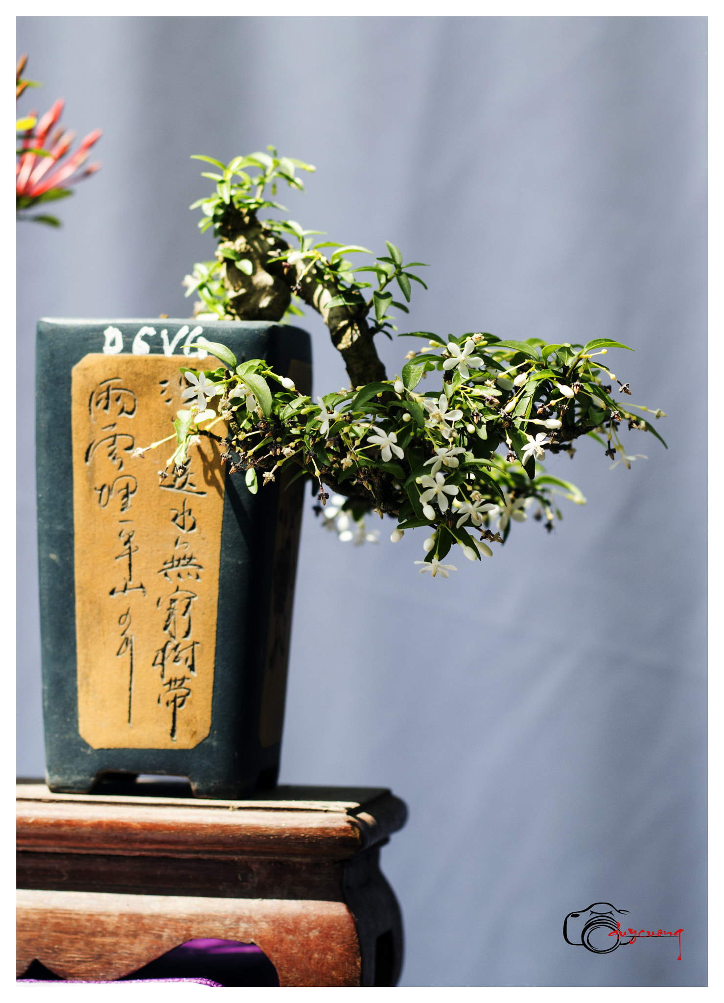 Canon EOS 60D + Canon EF 50mm F1.8 II sample photo. Bonsai () photography