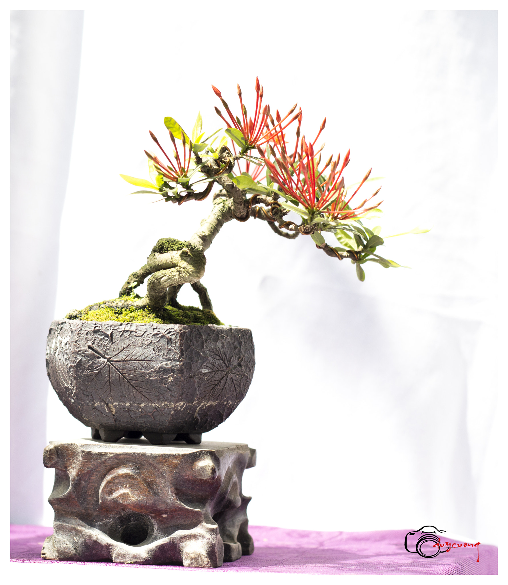 Canon EOS 60D + Canon EF 50mm F1.8 II sample photo. Bonsai () photography