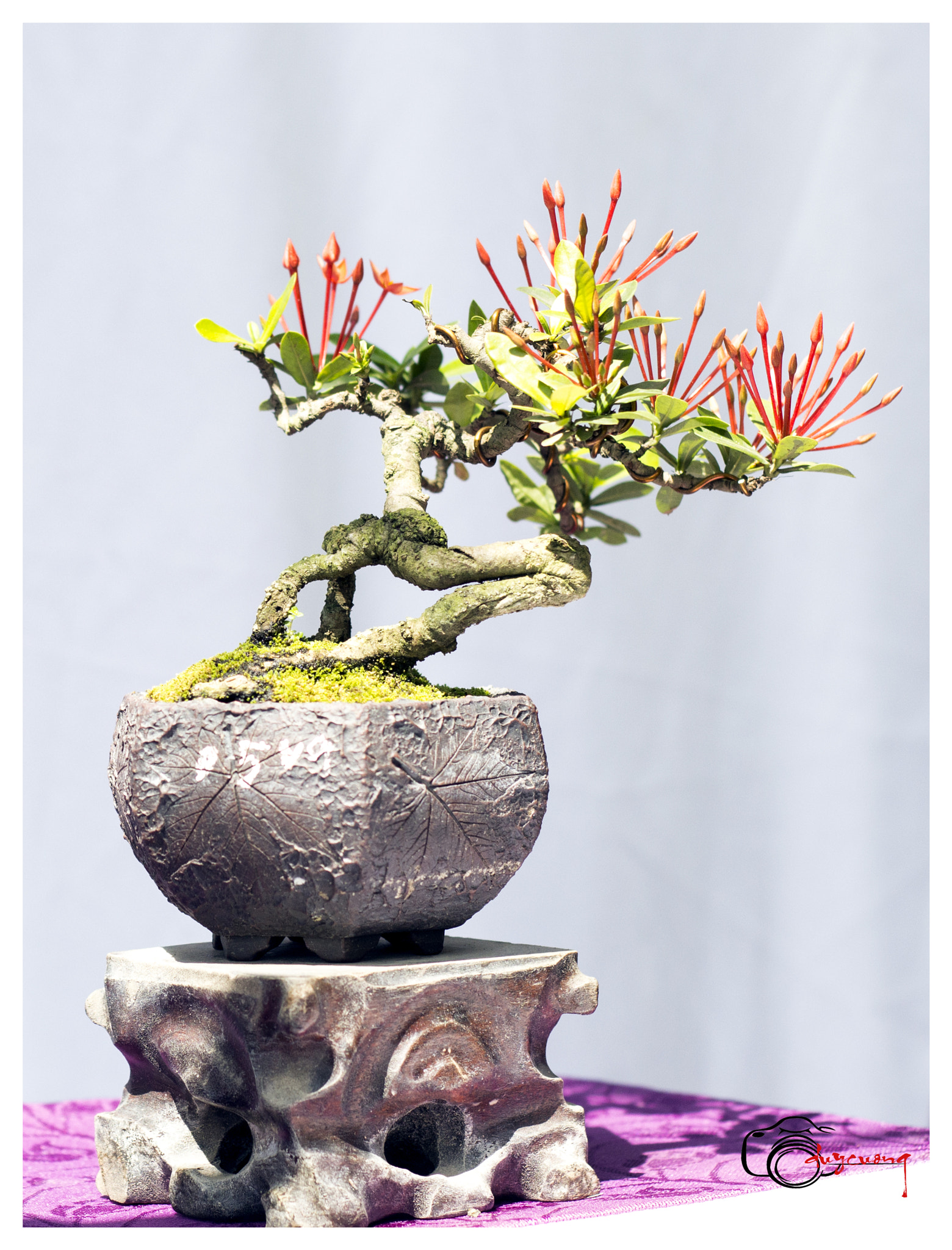 Canon EOS 60D + Canon EF 50mm F1.8 II sample photo. Bonsai () photography