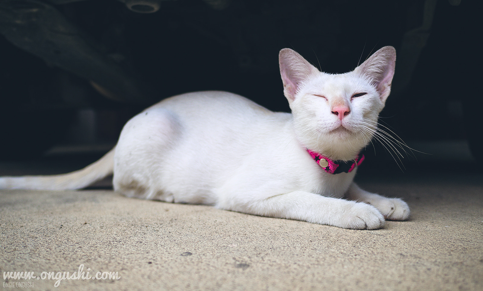 Olympus OM-D E-M10 II + LEICA DG SUMMILUX 15/F1.7 sample photo. Cat 129: pinky sleepy photography