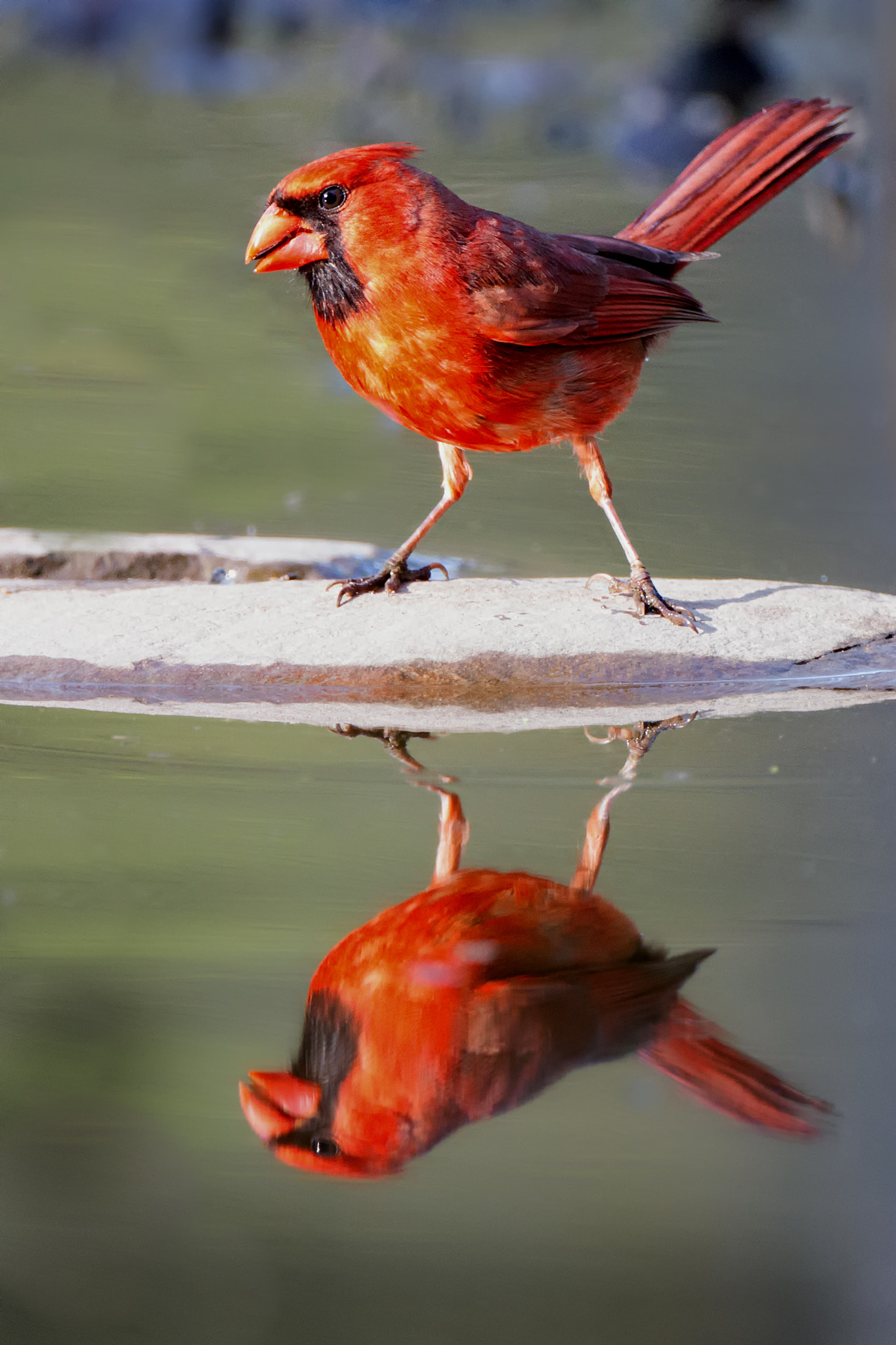 Canon EOS 7D + Canon EF 500mm F4L IS USM sample photo. Cardinal action pose photography