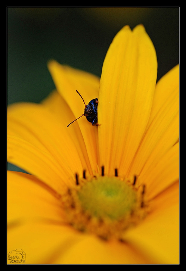 Sigma 150mm F2.8 EX DG Macro HSM sample photo. Pick a boo photography