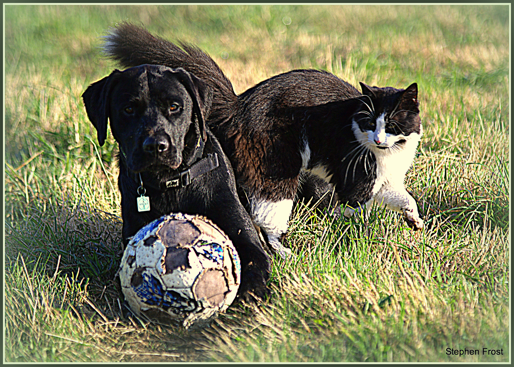 Nikon D7100 + Sigma 70-200mm F2.8 EX DG OS HSM sample photo. The dog the cat and a football photography