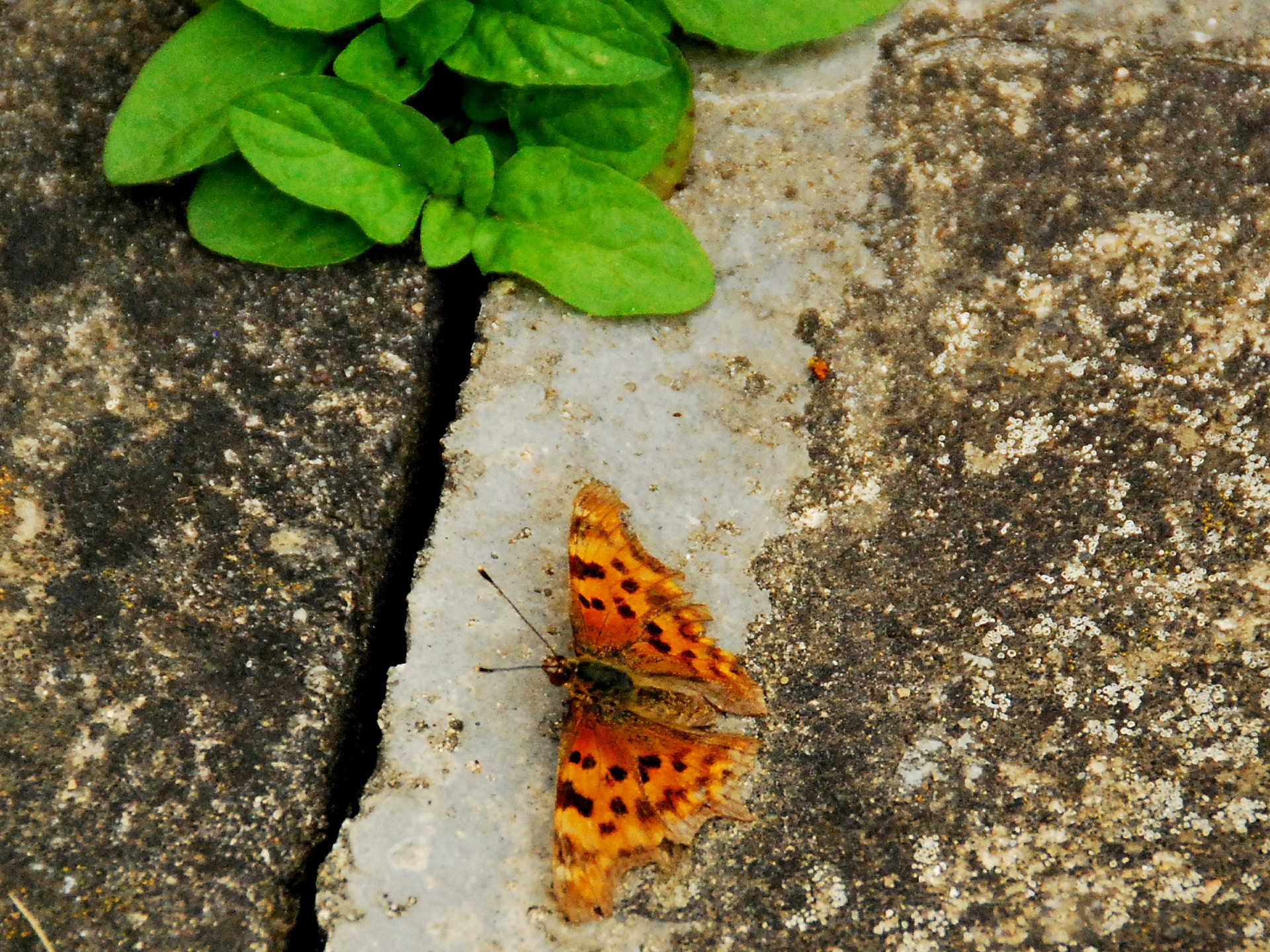 Nikon D60 sample photo. Tiger wings photography