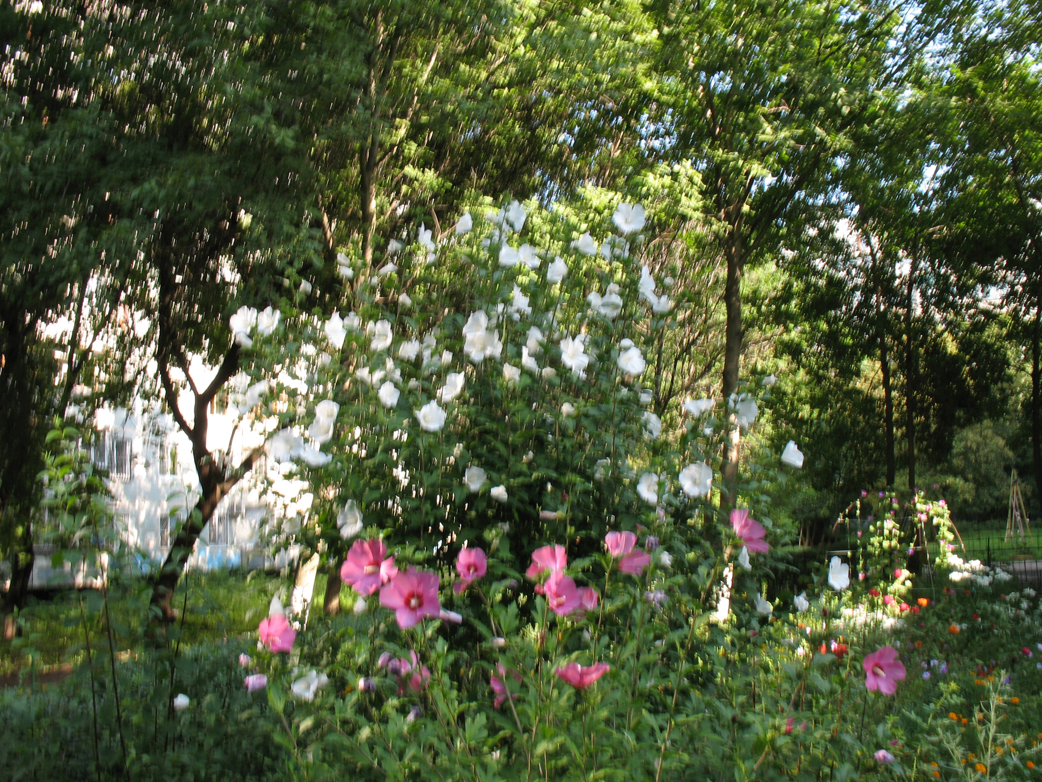 Canon POWERSHOT A630 sample photo. Flowers at home. photography