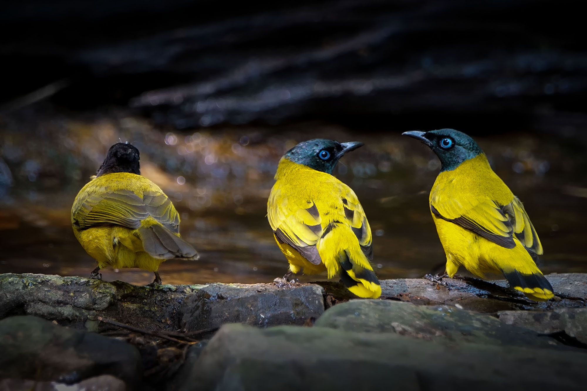 Sony ILCA-77M2 + Sony 70-400mm F4-5.6 G SSM II sample photo. Black-headed bulbul photography