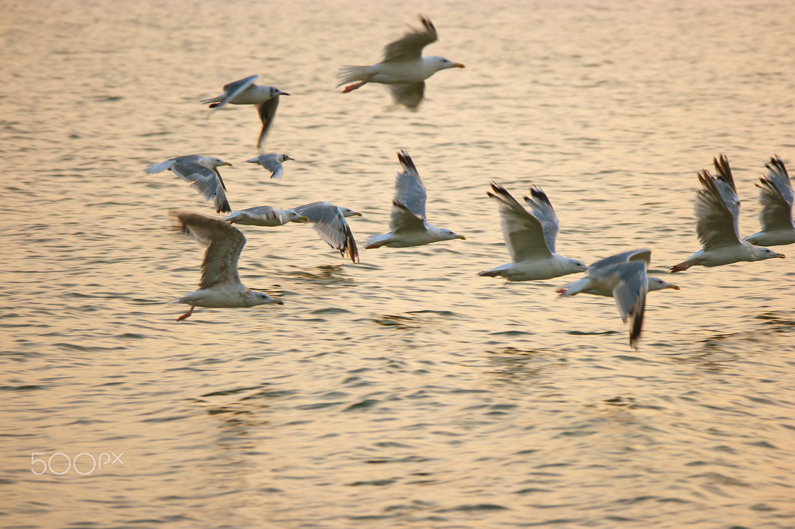 Samsung NX500 + NX 50-200mm F4-5.6 sample photo. Flock of sea gulls fly away over sea surface in warm sunset light photography