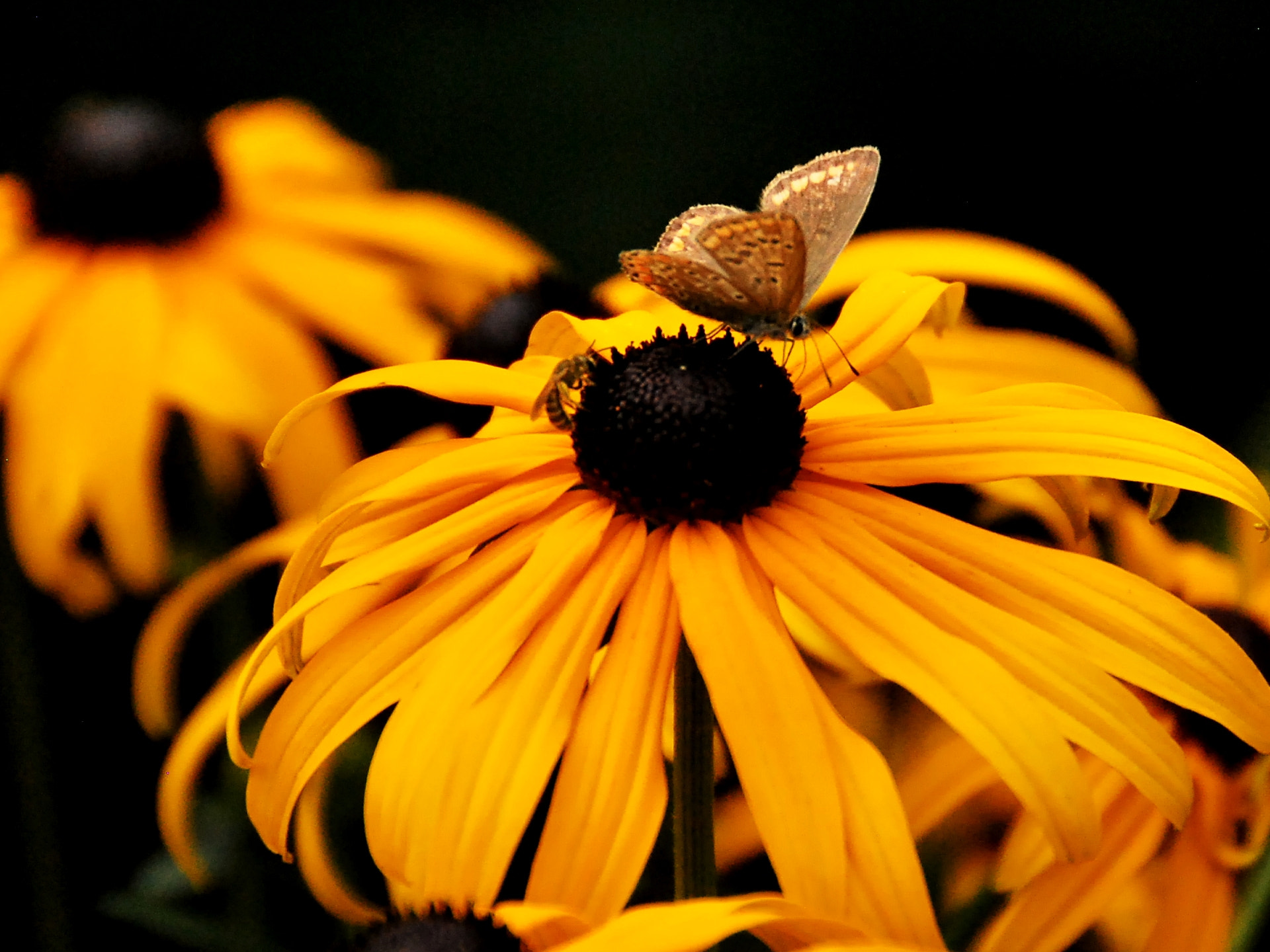 Nikon D60 sample photo. Together photography