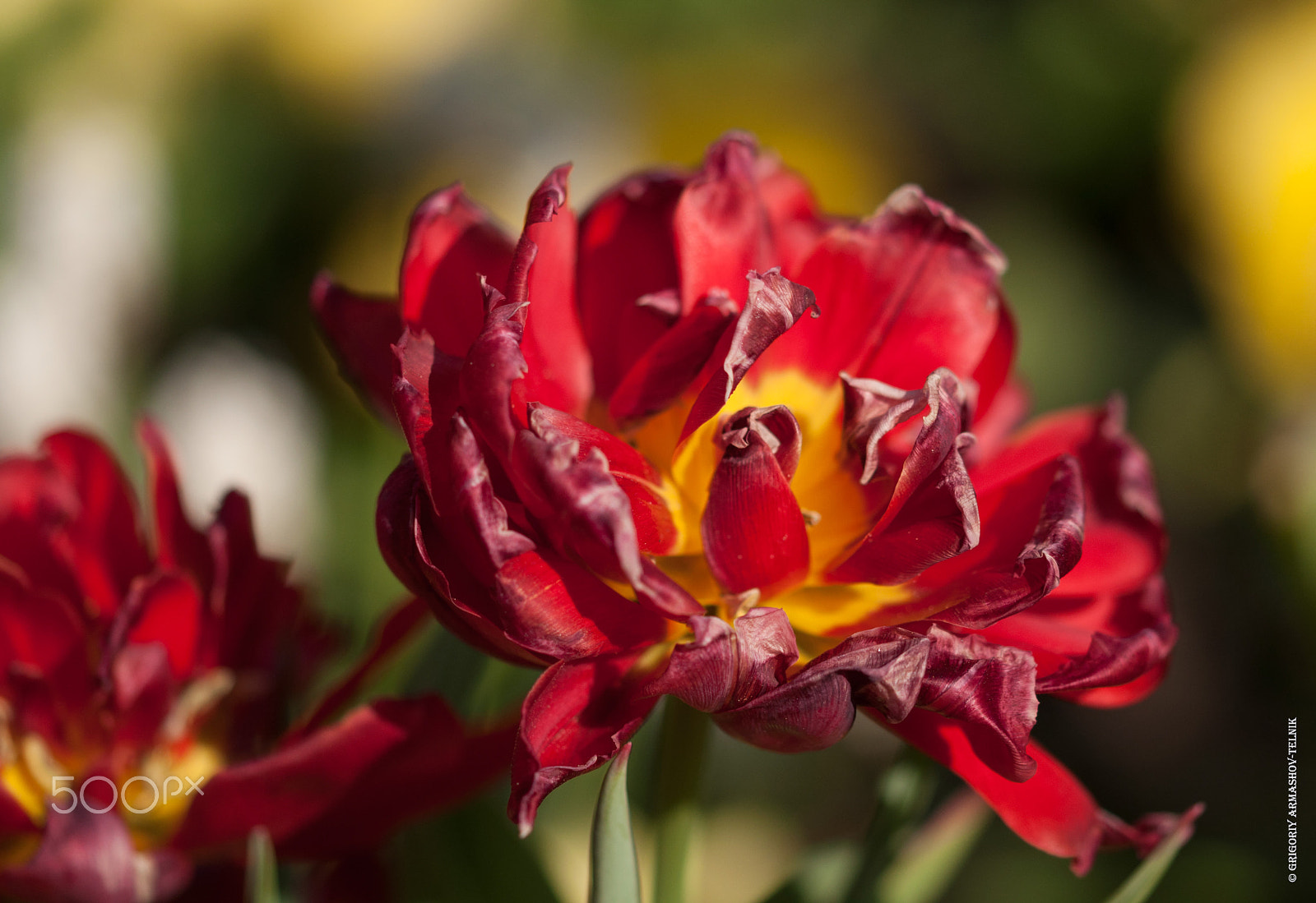 Sigma 105mm F2.8 EX DG OS HSM sample photo. Flowers photography