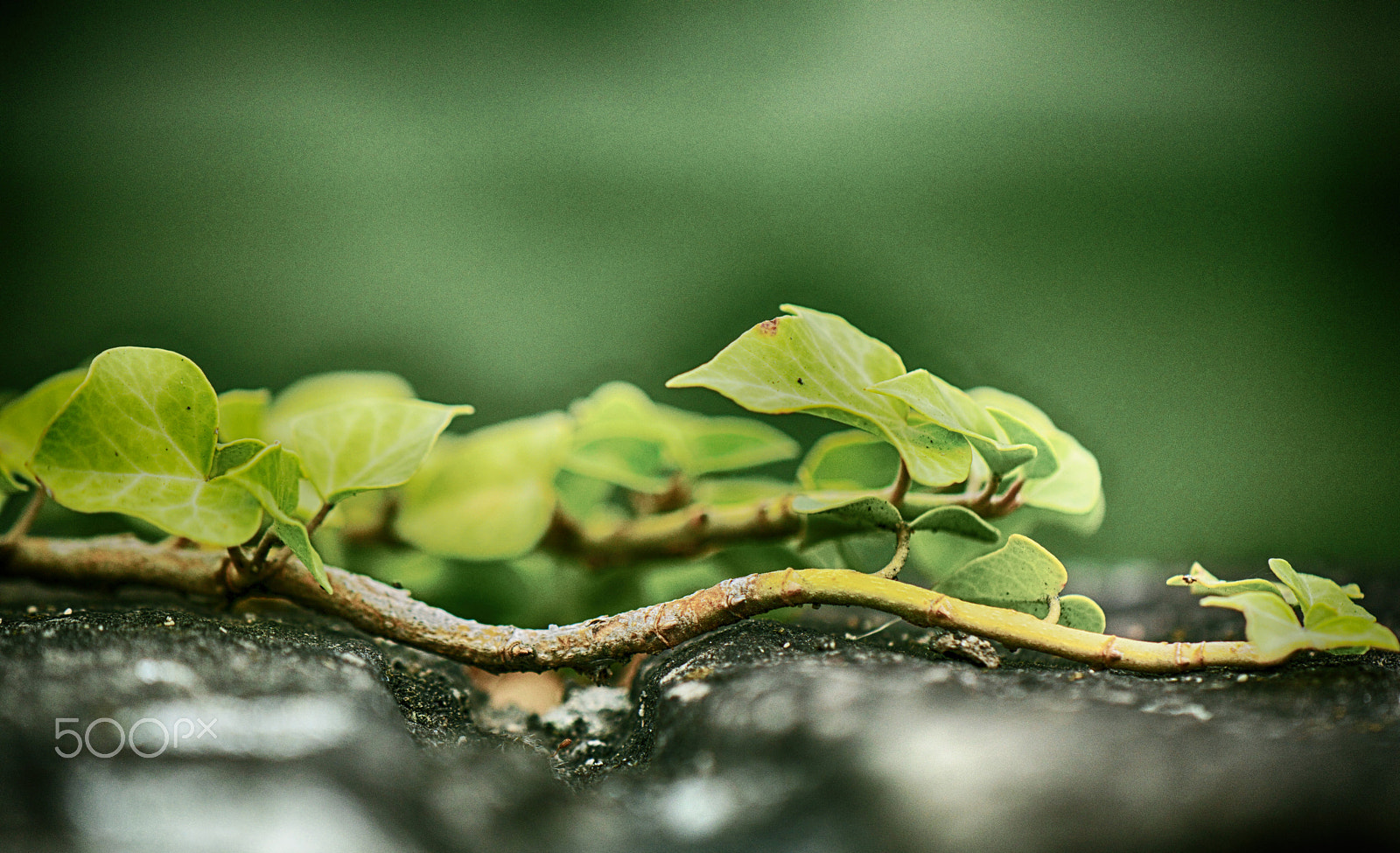 Nikon AF-S DX Micro-Nikkor 85mm F3.5G ED VR sample photo. Ivy on the stones photography