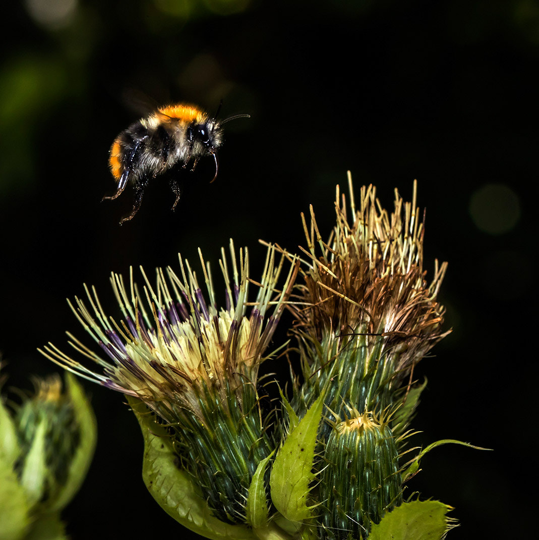 Canon EF 100mm F2.8L Macro IS USM sample photo. Humblebee approaching thistle photography