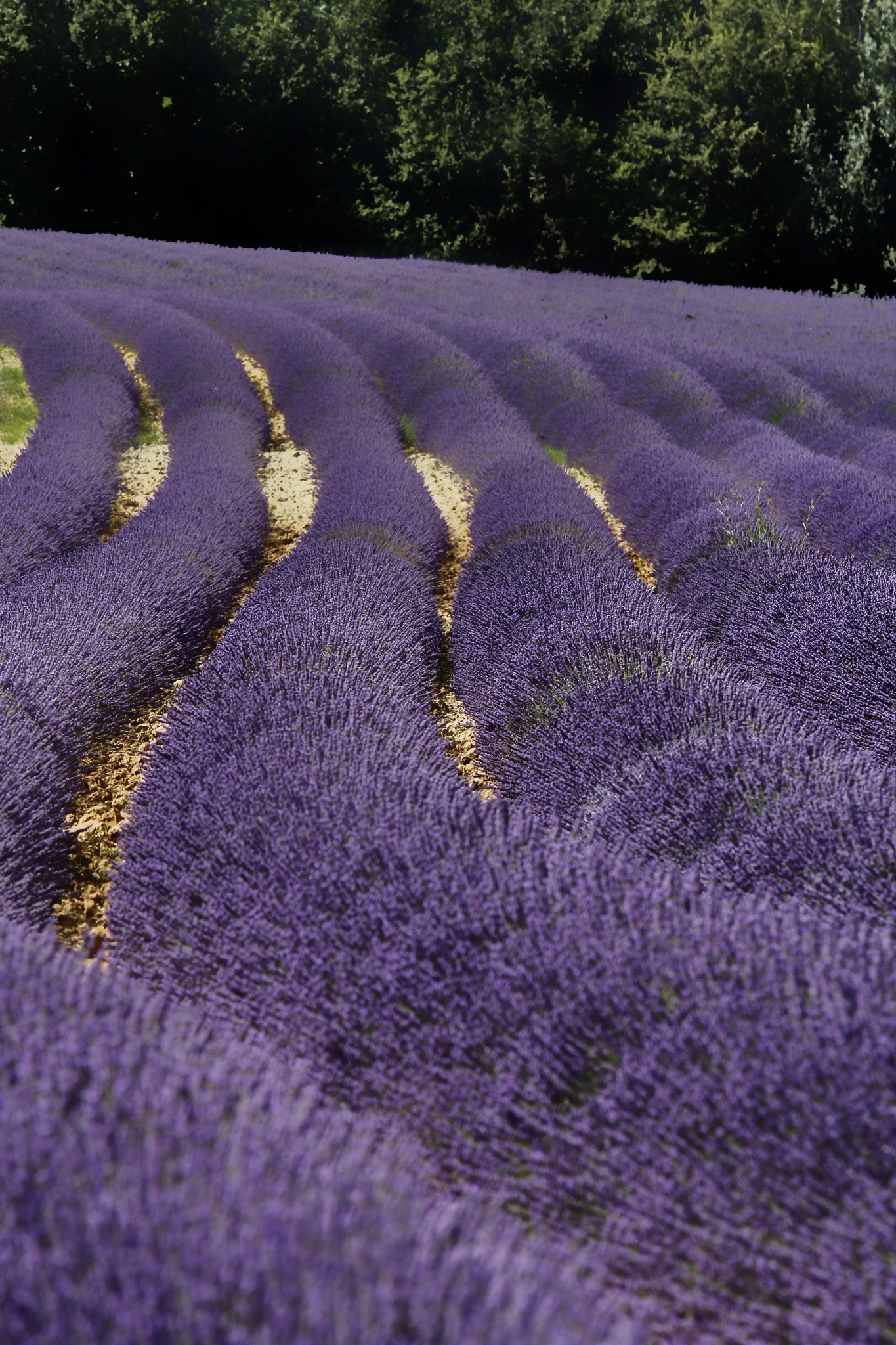 Canon EF 70-200mm F4L IS USM sample photo. Curve di fiori photography