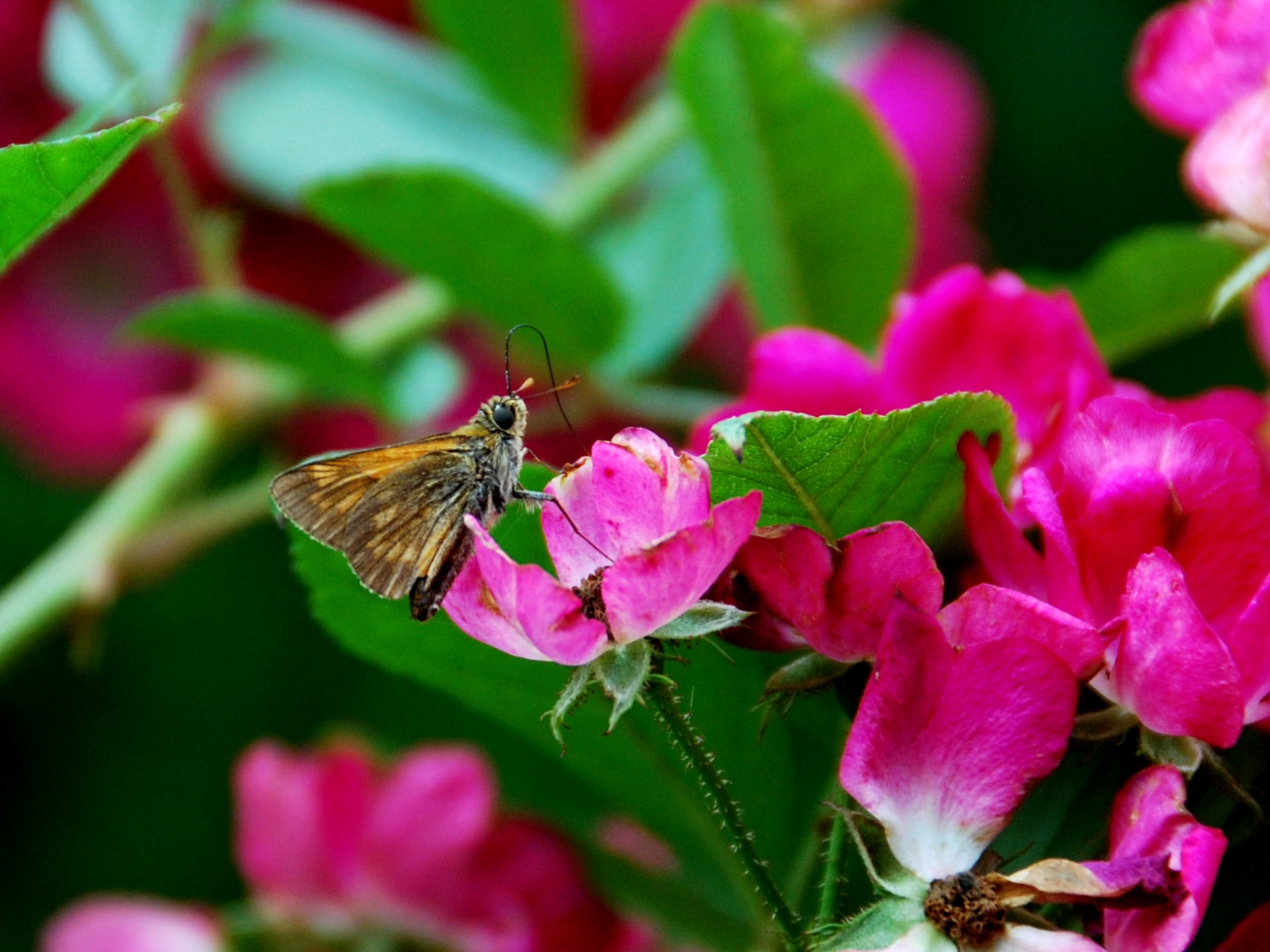 Nikon D60 sample photo. Collecting nectar photography