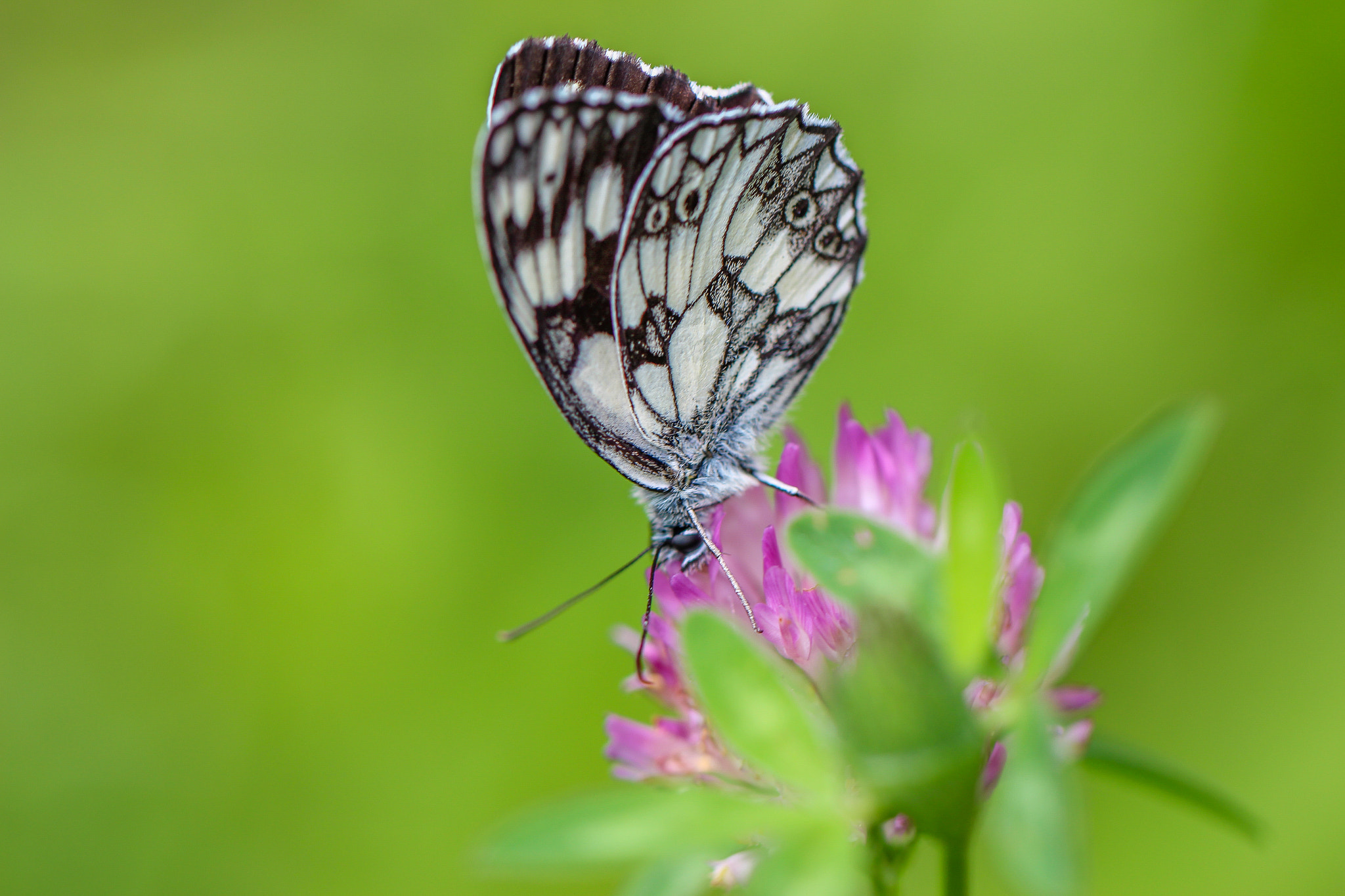 Canon EOS 700D (EOS Rebel T5i / EOS Kiss X7i) + Canon EF 100mm F2.8L Macro IS USM sample photo. Spots photography