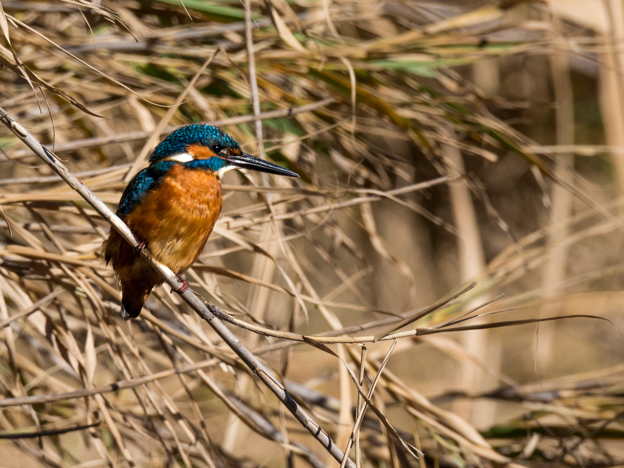 150-600mm F5-6.3 DG OS HSM | Sports 014 sample photo. King fisher photography