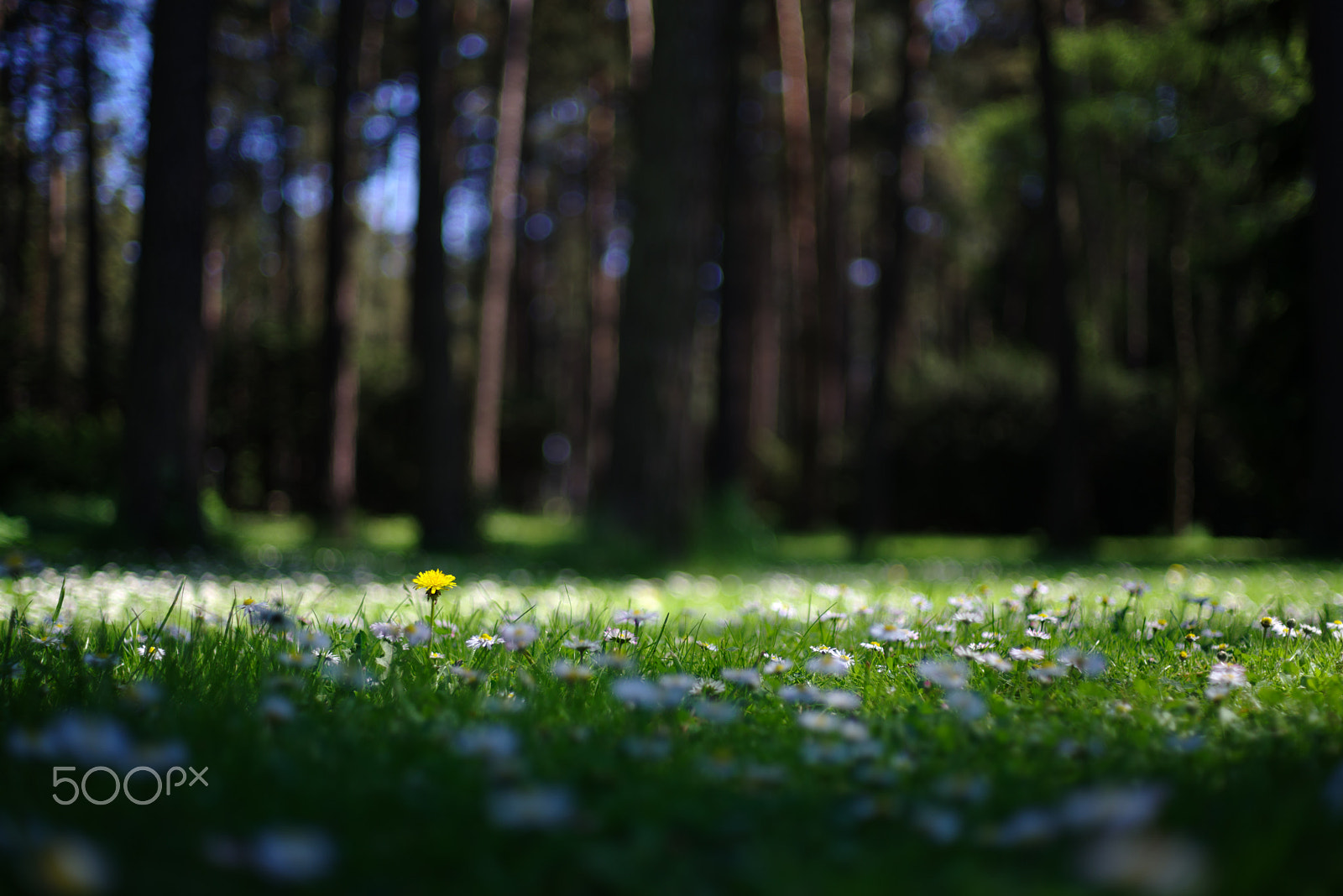 Pentax K-1 + Pentax smc FA 43mm F1.9 Limited sample photo. Dandelion photography