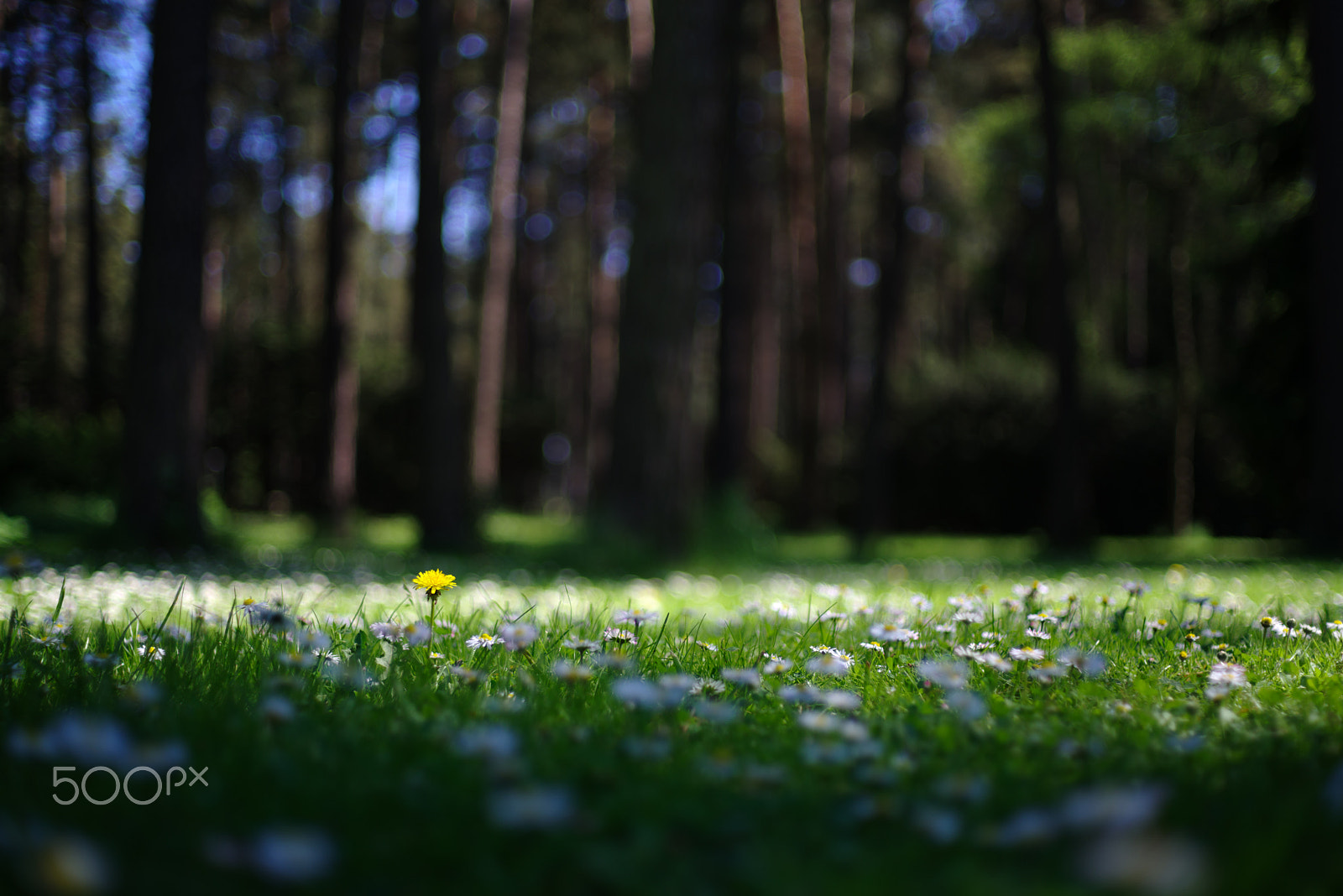 Pentax K-1 sample photo. Dandelion photography