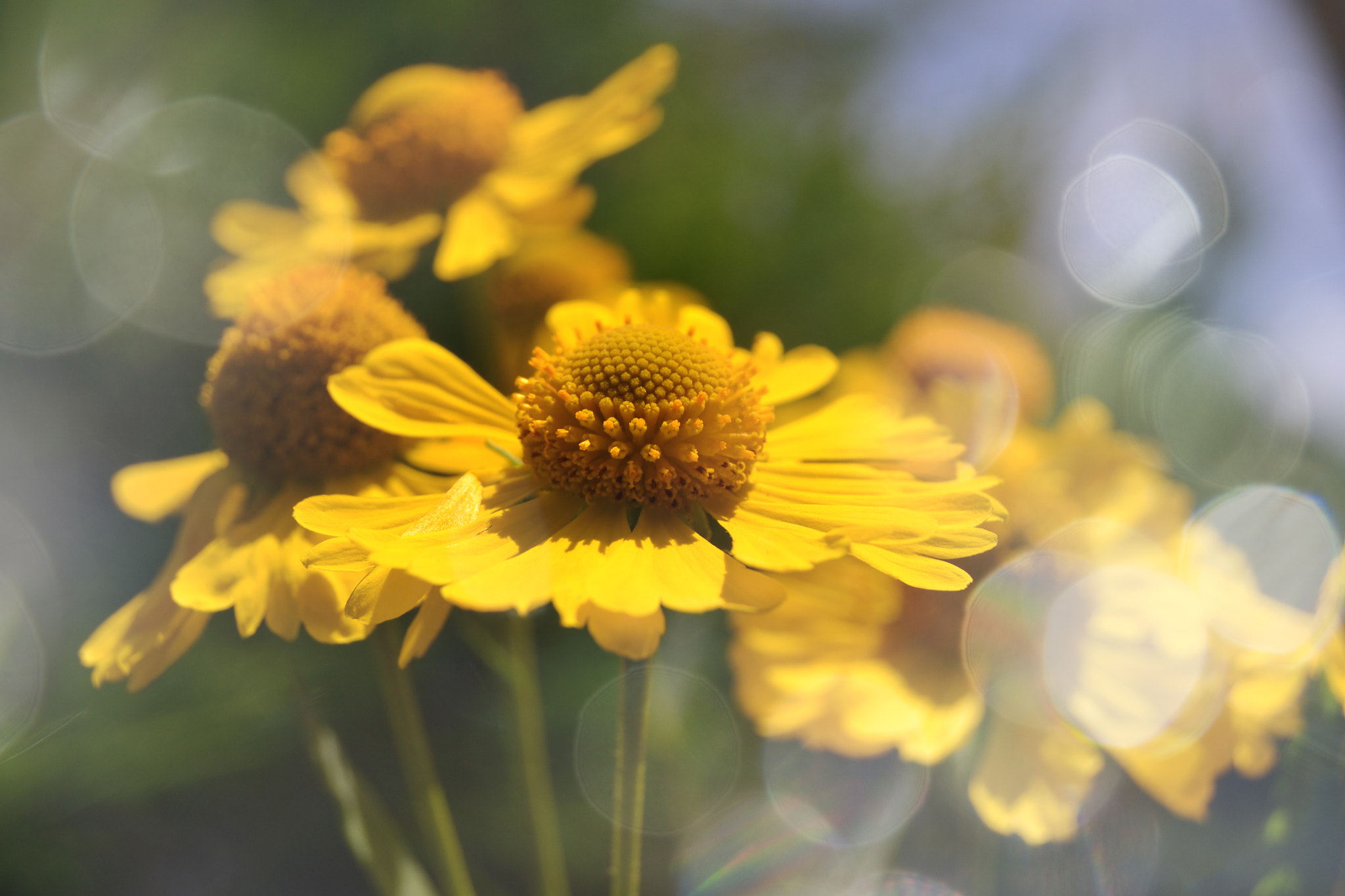 AF Zoom-Nikkor 35-105mm f/3.5-4.5 sample photo. Love and happiness photography