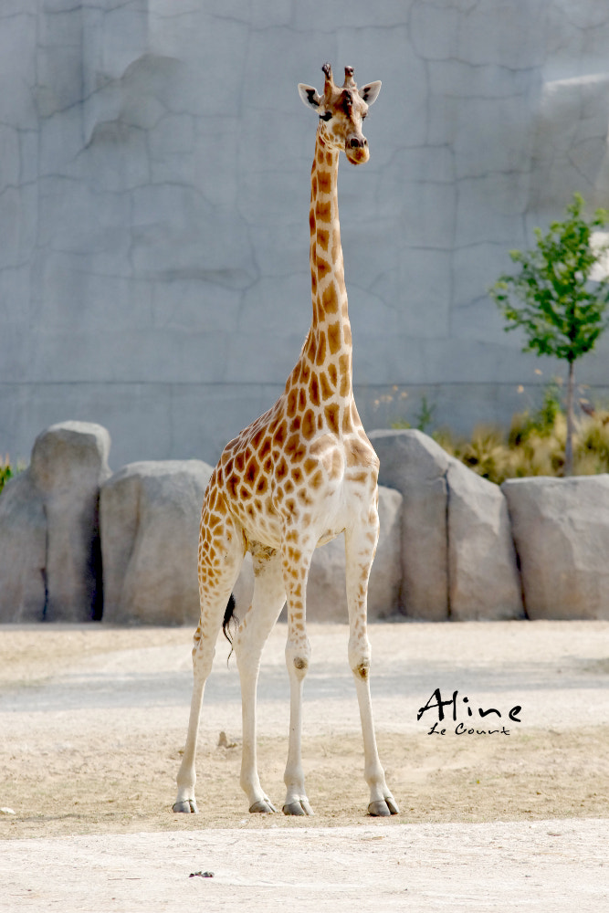 Sigma Lens (8 255) sample photo. Elégante girafe // elegant giraffe photography