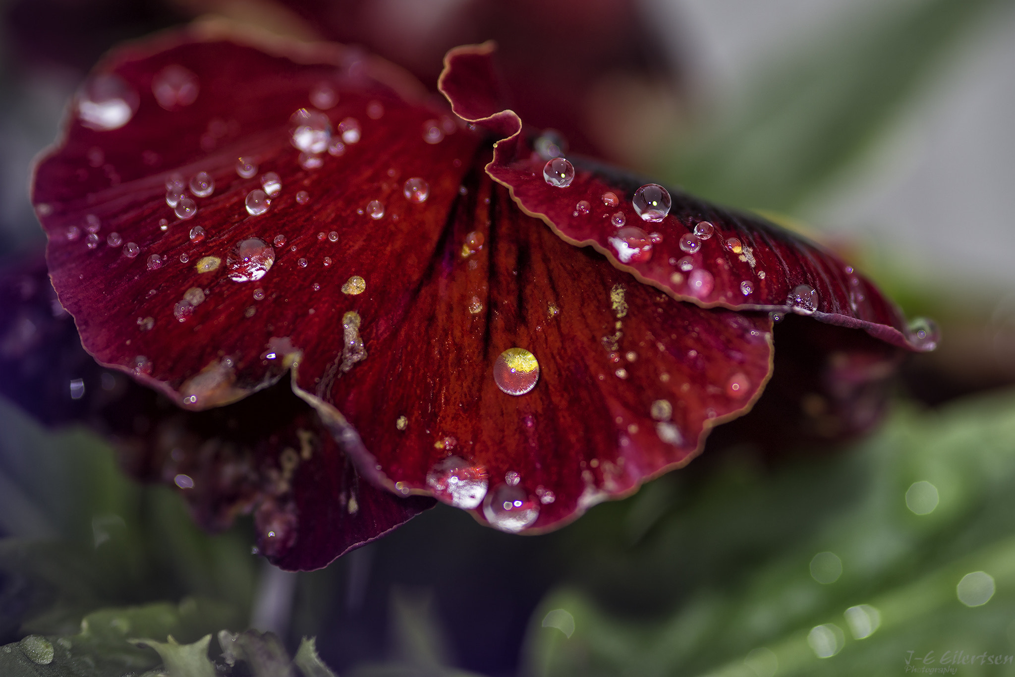 Sigma 105mm F2.8 EX DG Macro sample photo. Regntung stemor photography
